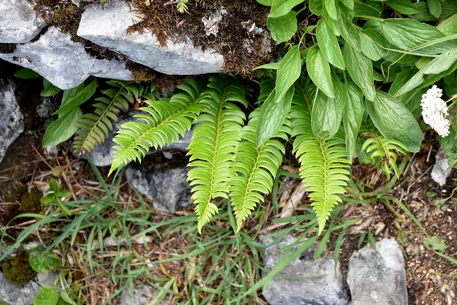 Hofalm - 03072021 - (396) - Weg zur Pollwischalm - Polystichum - Schildfarn.JPG