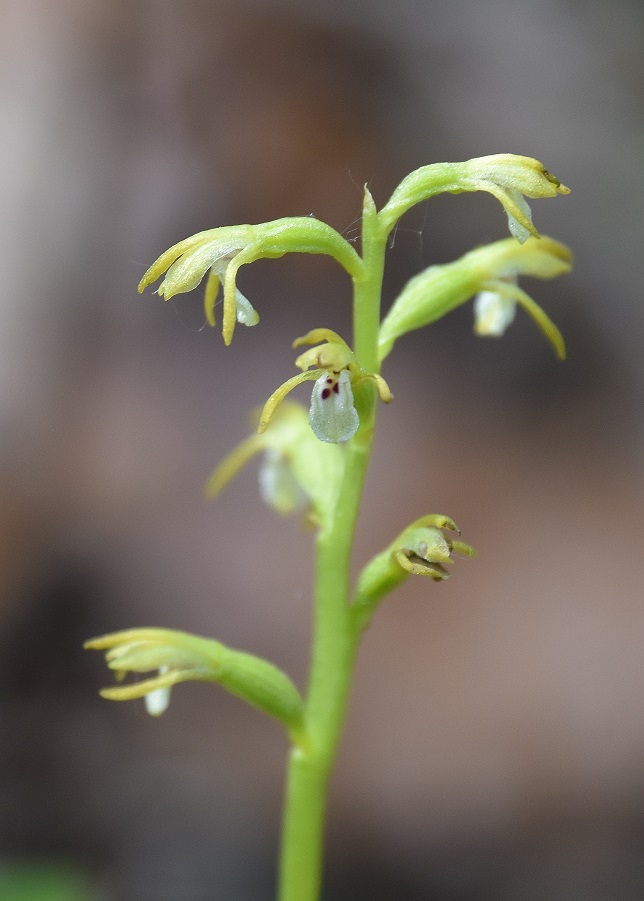 Neuhaus - 21062021 - (52) -  Corallorhiza trifida - Korallenwurz.JPG