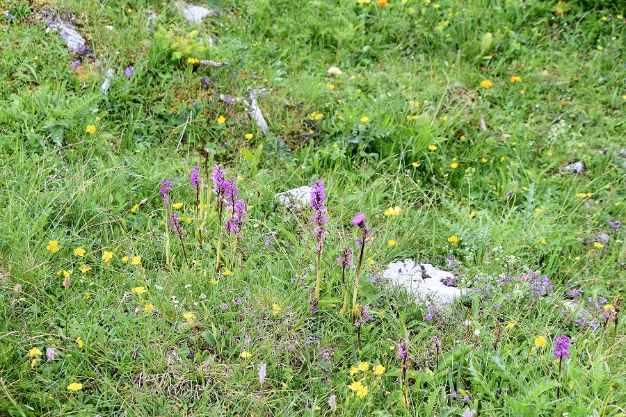 Hofalm - 03072021 - (212) - Orchis mascula ssp. speciosa - Prächtiges Manns-Knabenkraut.JPG
