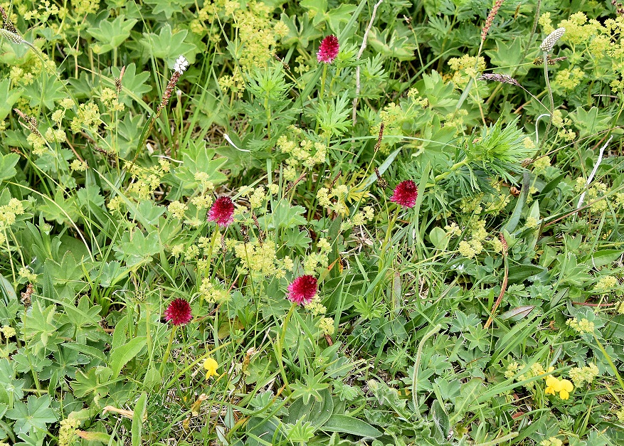 Hofalm - 03072021 - (253) - Nigritella bicolor - Zweifarben-Kohlröschen.JPG