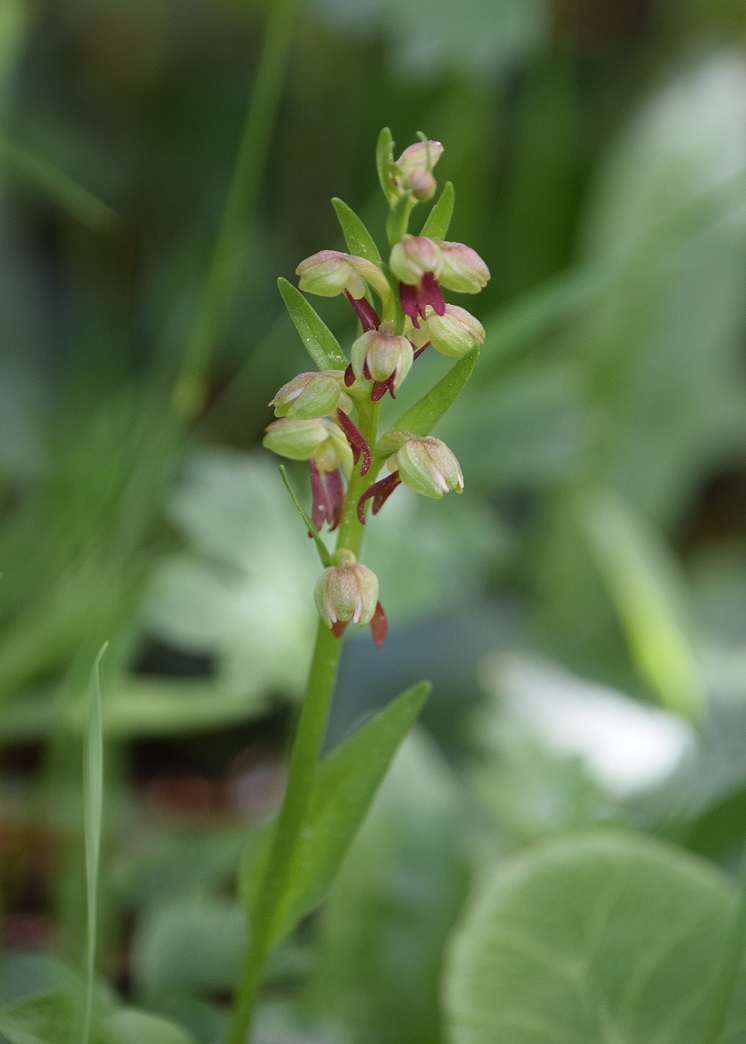 Hofalm - 03072021 - (324a) -  Dactylorhiza viridis - Hohlzunge.JPG