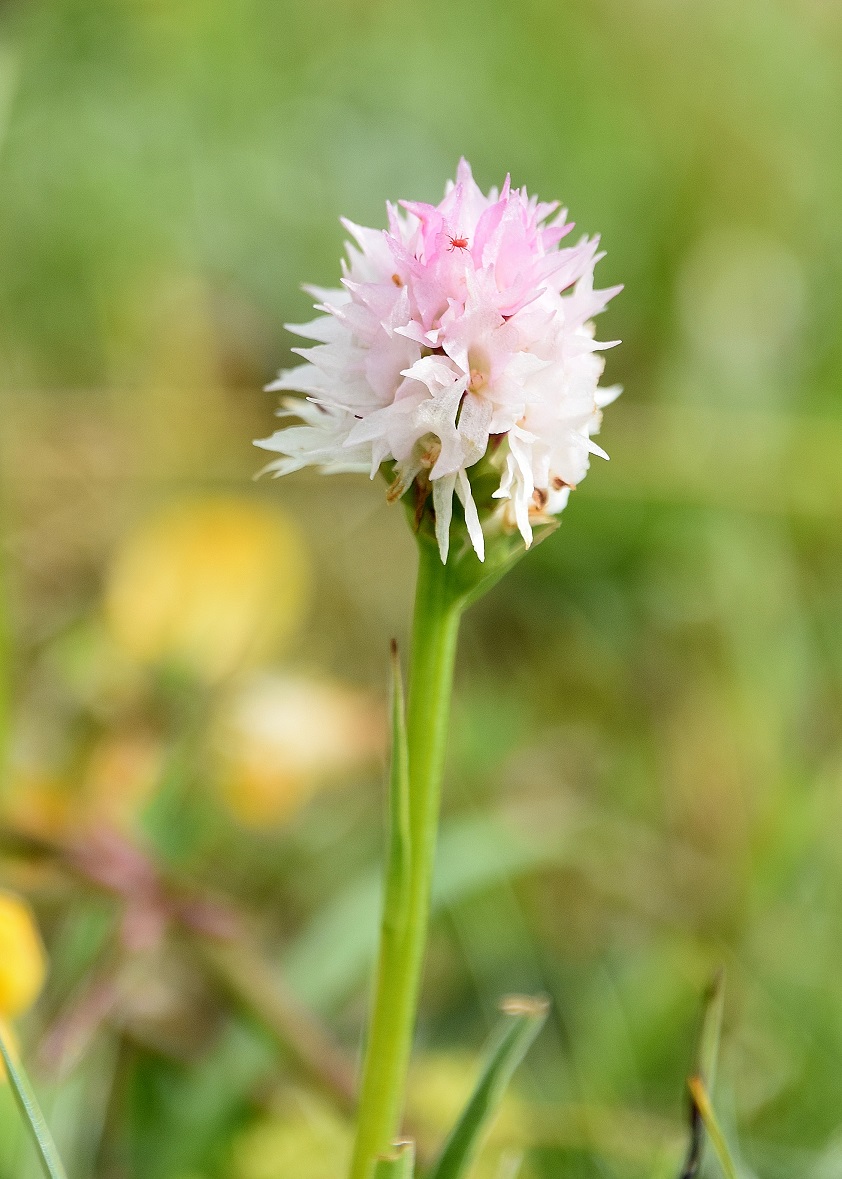 Hofalm - 03072021 - (464) - Nigritella widderi - Widder-Kohlröschen.JPG