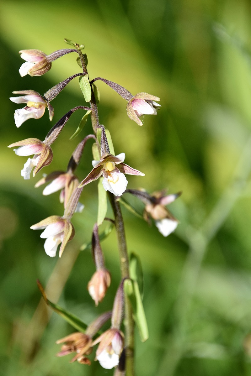 Kaltenleutgeben - 10072021 - (12) - Epipactis palustris - Sumpf-Ständelwurz.JPG