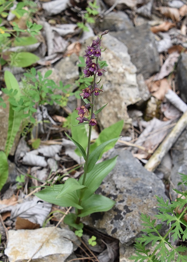 Alland  - 11072021 - (22) - Epipactis atrorubens - Rot-Ständelwurz.JPG