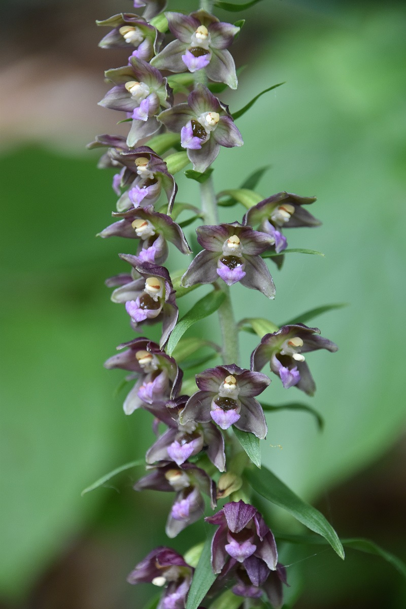 Alland - 11072021 - (7) - Epipactis helleborine - Grün-Ständelwurz.JPG