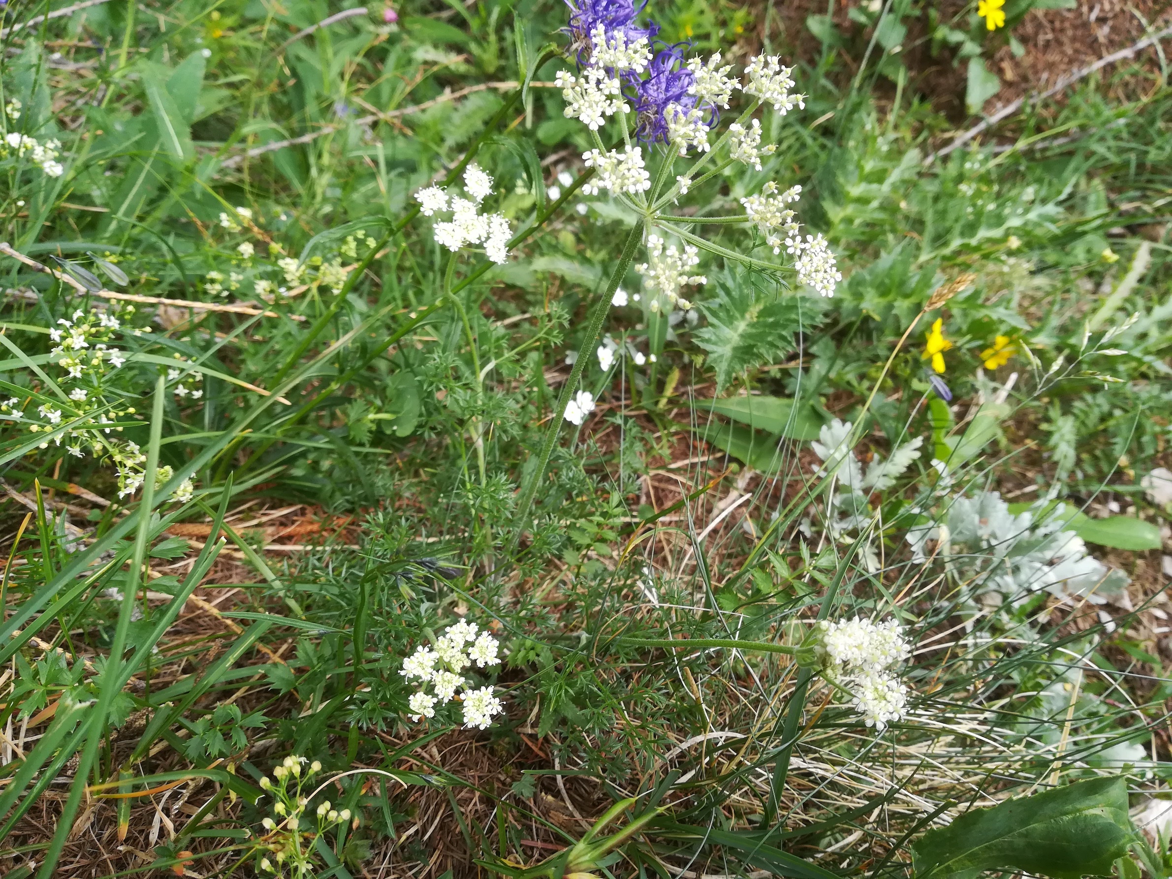 athamanta cretensis nandlsteig schneeberg_20210715_123626.jpg