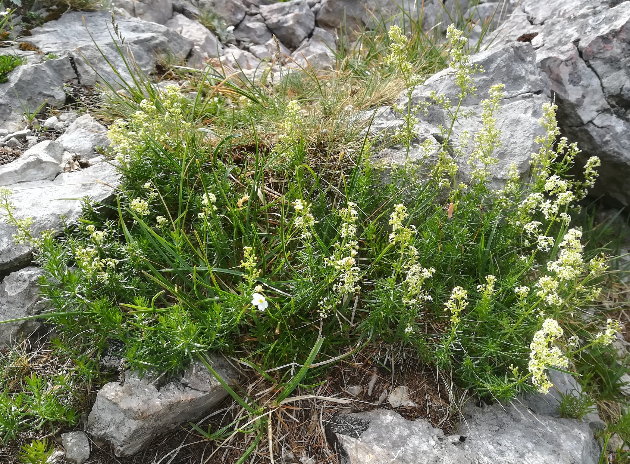 galium cf. anisophyllon schneeberg_20210715_105911.jpg