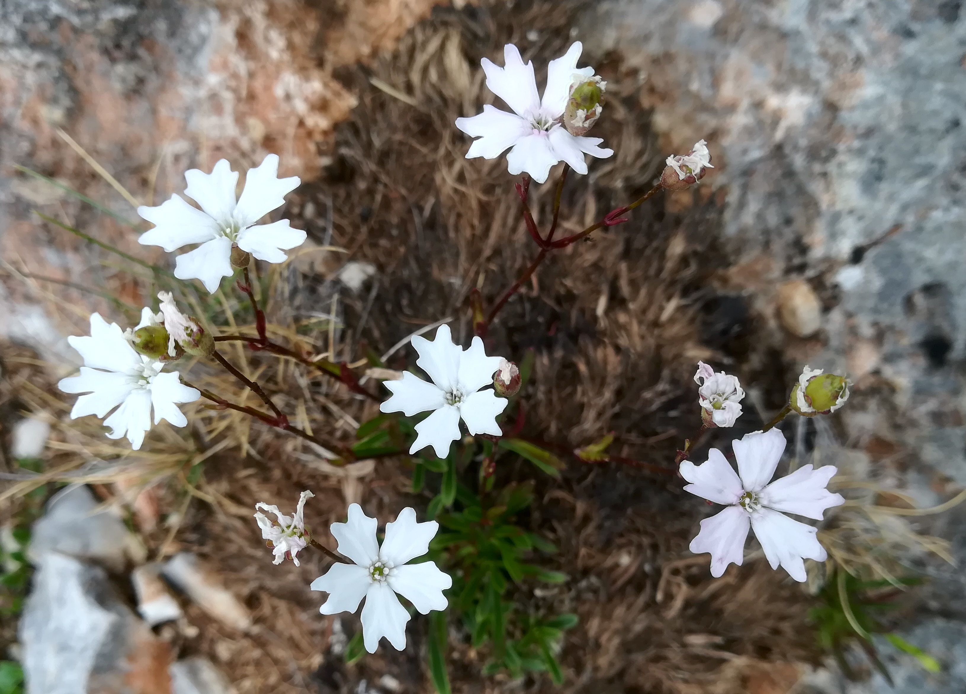 heliosperma alpestre nandlsteig schneeberg_20210715_114253.jpg