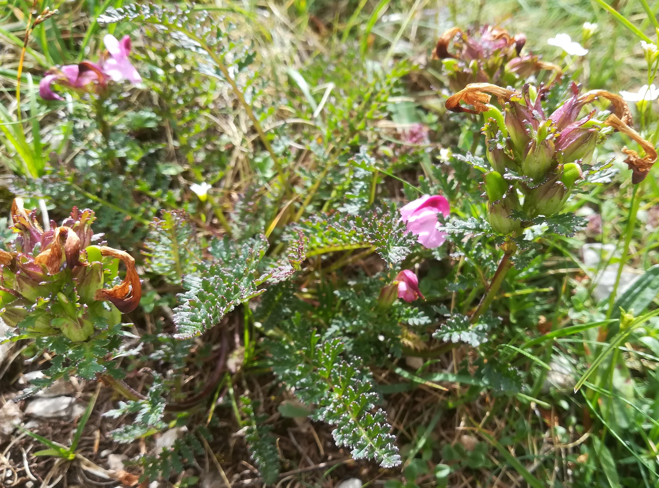 pedicularis rostratocapitata nandlsteig schneeberg_20210715_111725.jpg