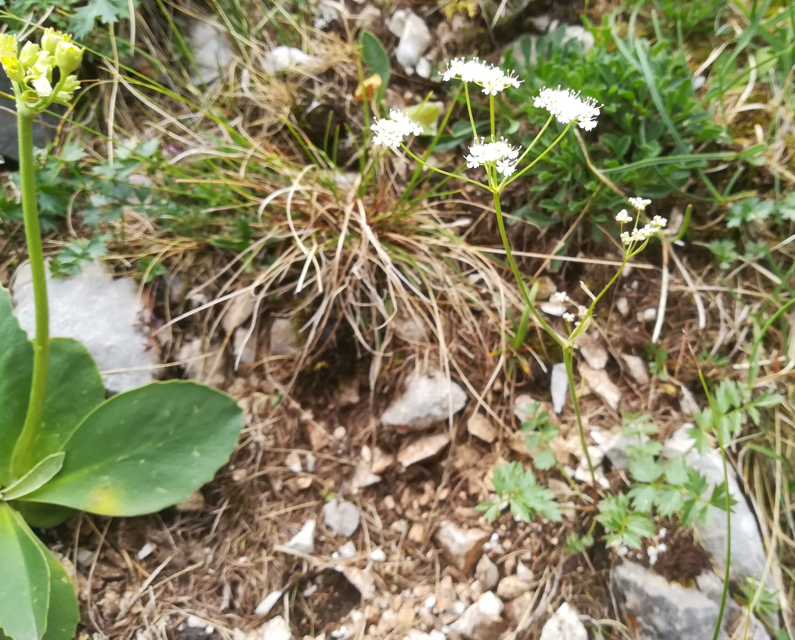 pimpinella alpina nandlsteig schneeberg_20210715_110533.jpg