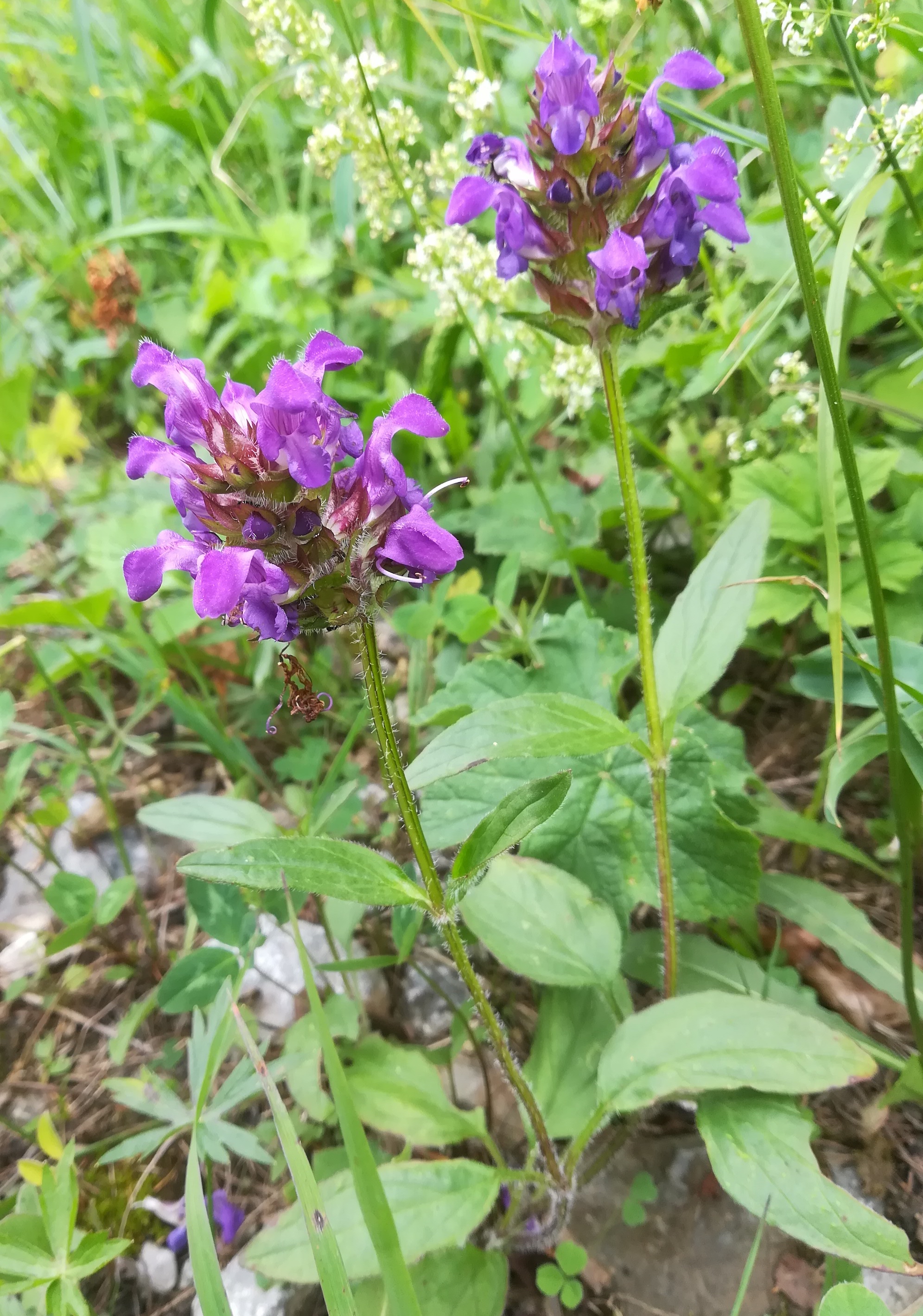 prunella grandiflora forststraßenrand nahe talsation losenheim schneeberg_20210715_133358.jpg