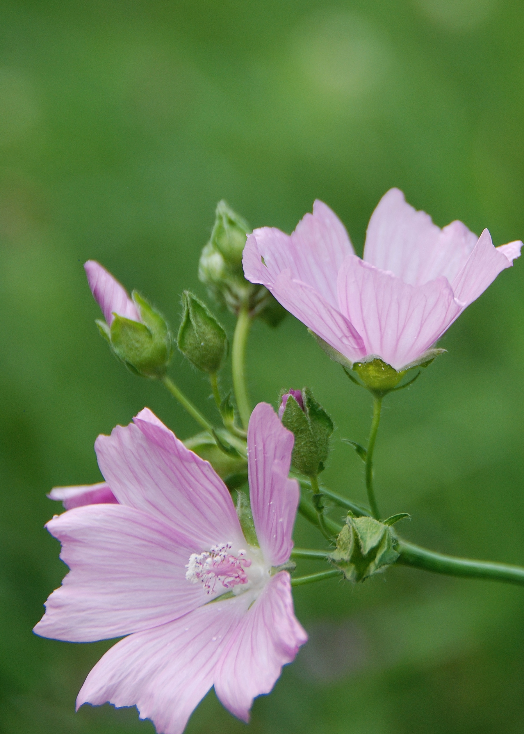 Sittendorf-20082017-(6)-Blume-Malve.JPG