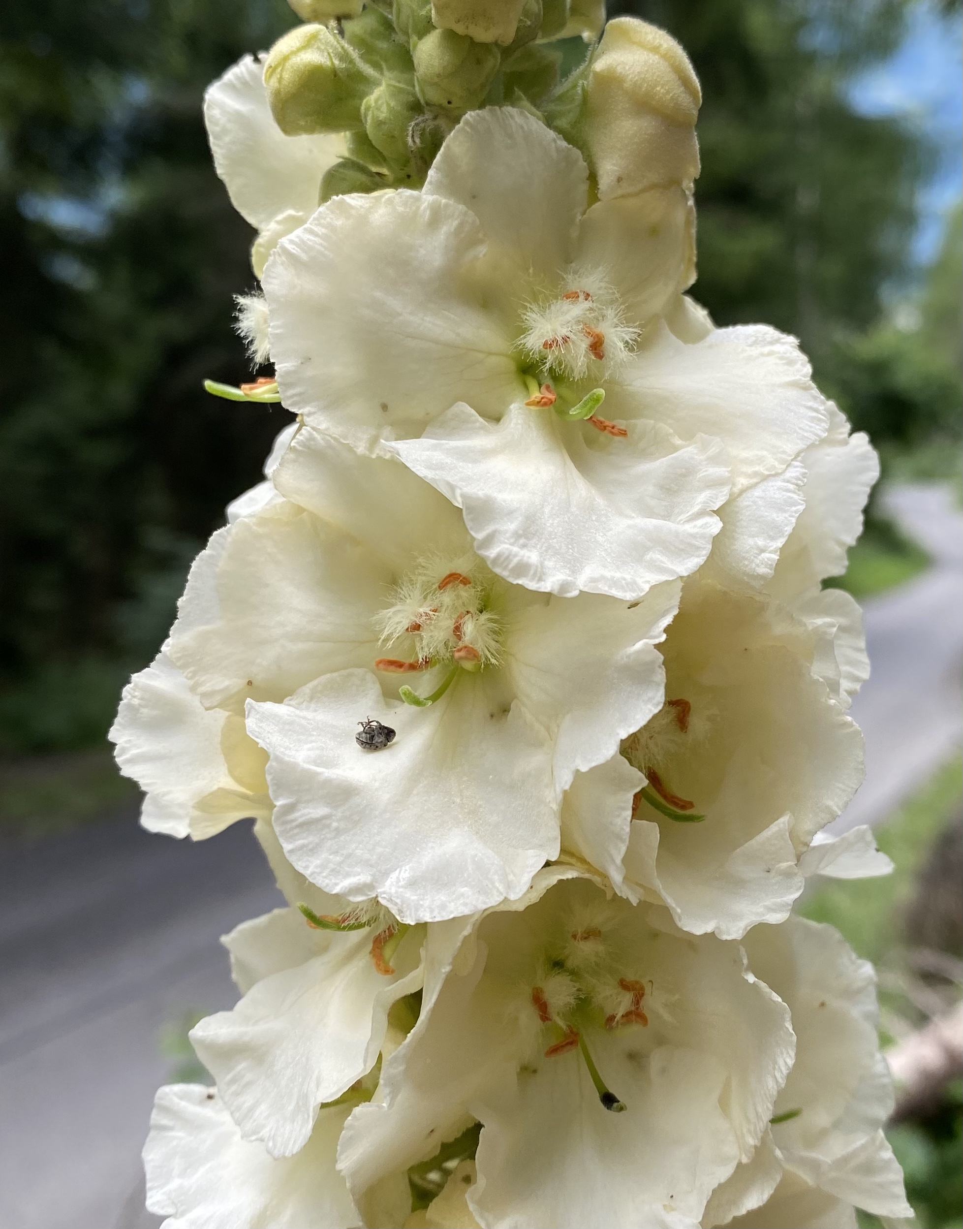 121B0915-AD8D-4695-A223-E2A8DE87823A.jpeg