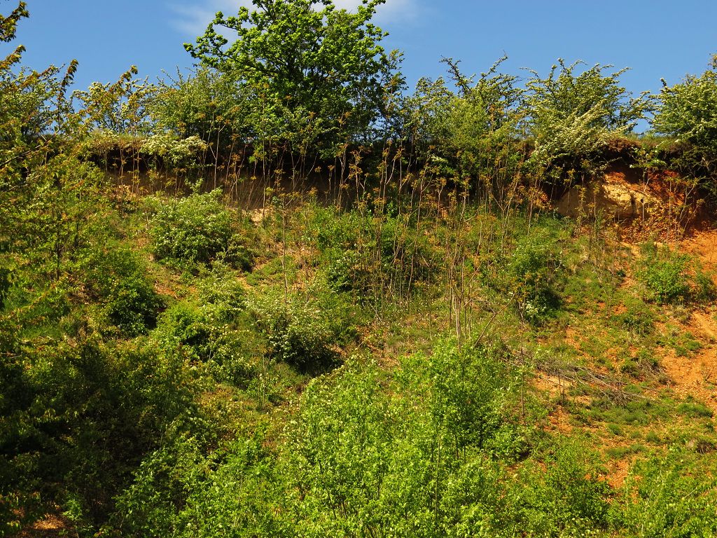 k-3 Zugewachsen mit Ailanthus altissima.JPG