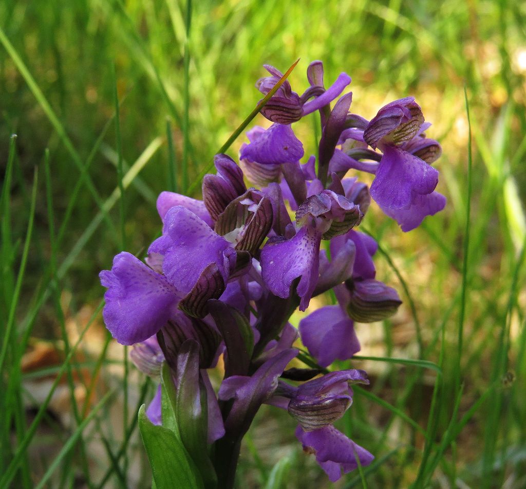 k-5 Orchis morio.JPG