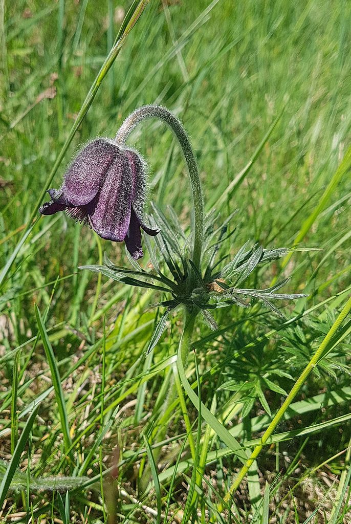 k-6 Pulsatilla pratensis subsp. nigricans.jpg