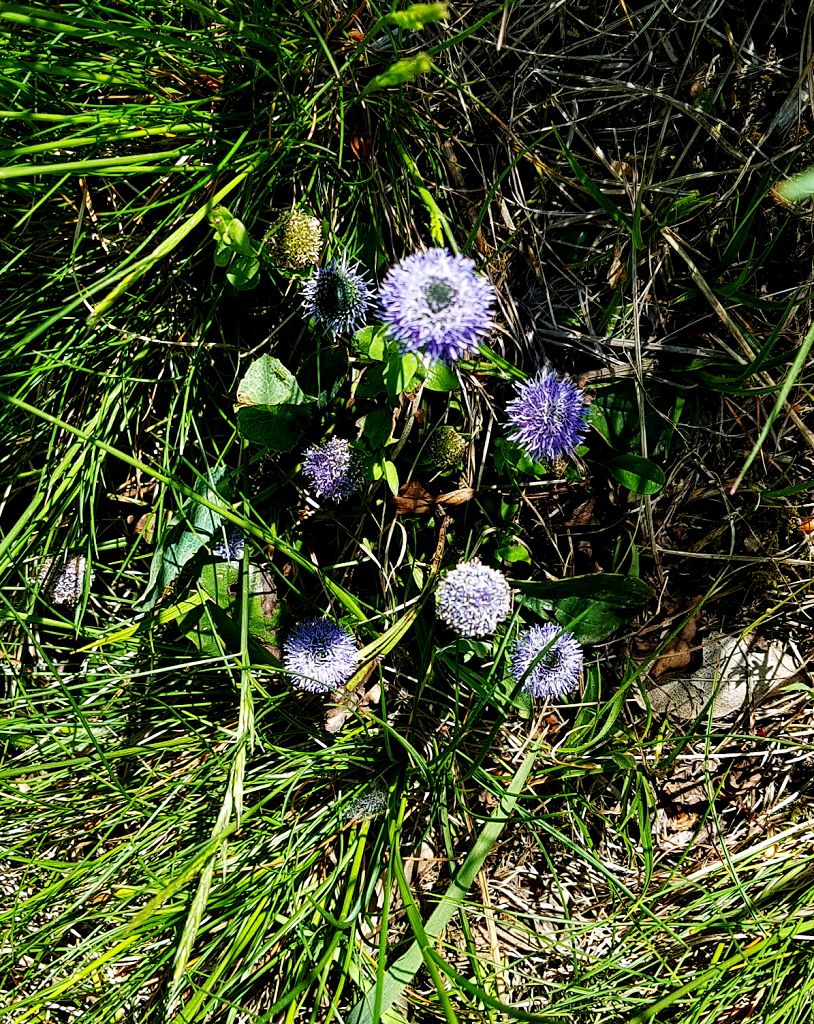 k-7 Globularia bisnagarica.jpg
