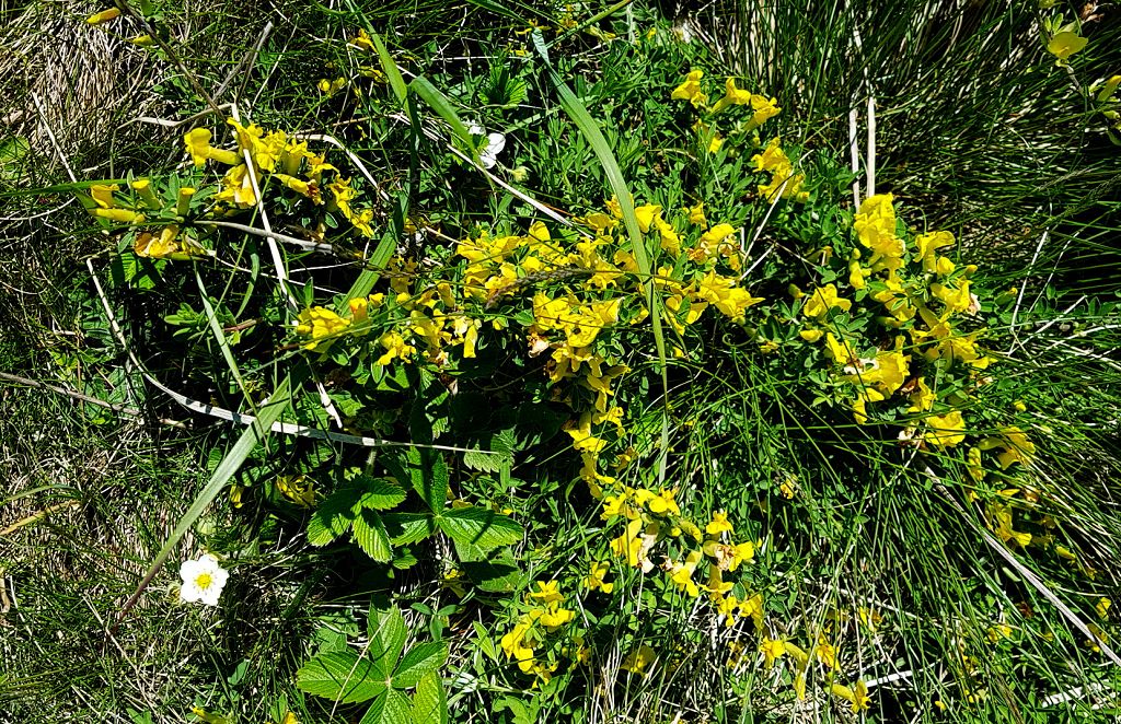 k-8 Chamaecytisus austriacus.jpg