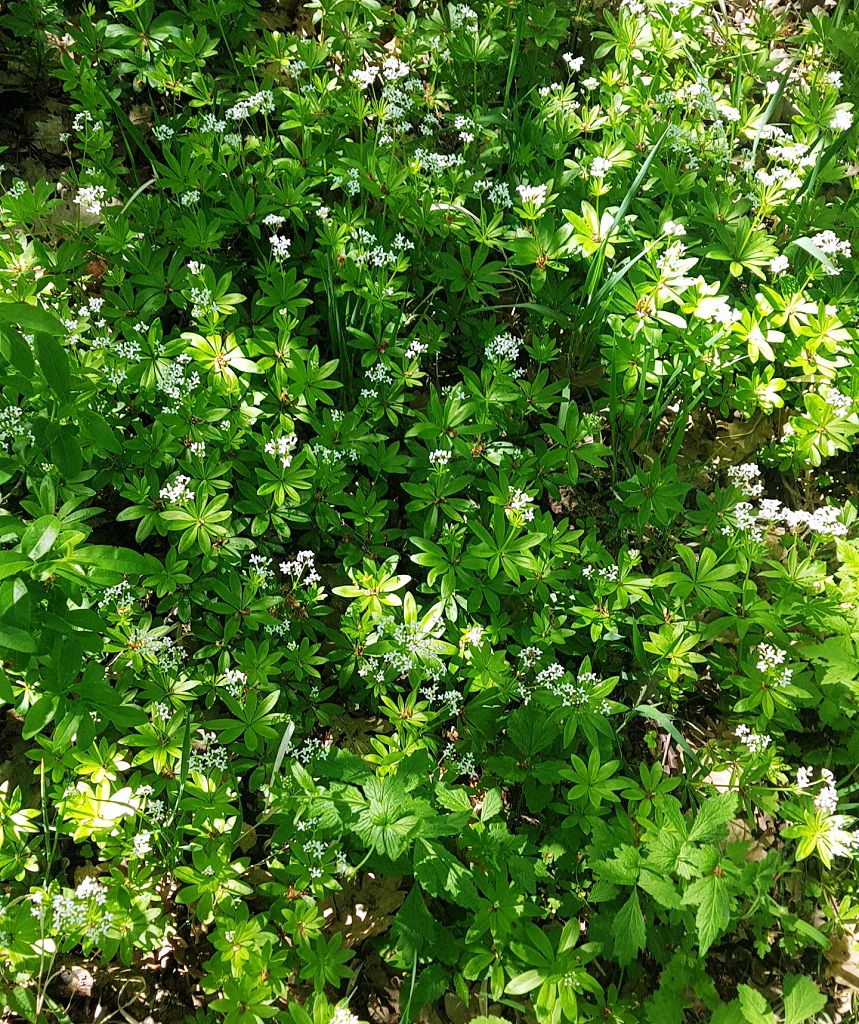 k-10 Galium odoratum.jpg