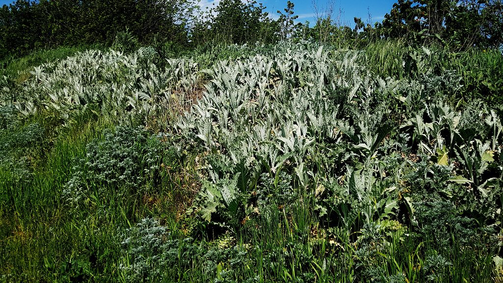 k-11 Onopordum acanthium.jpg