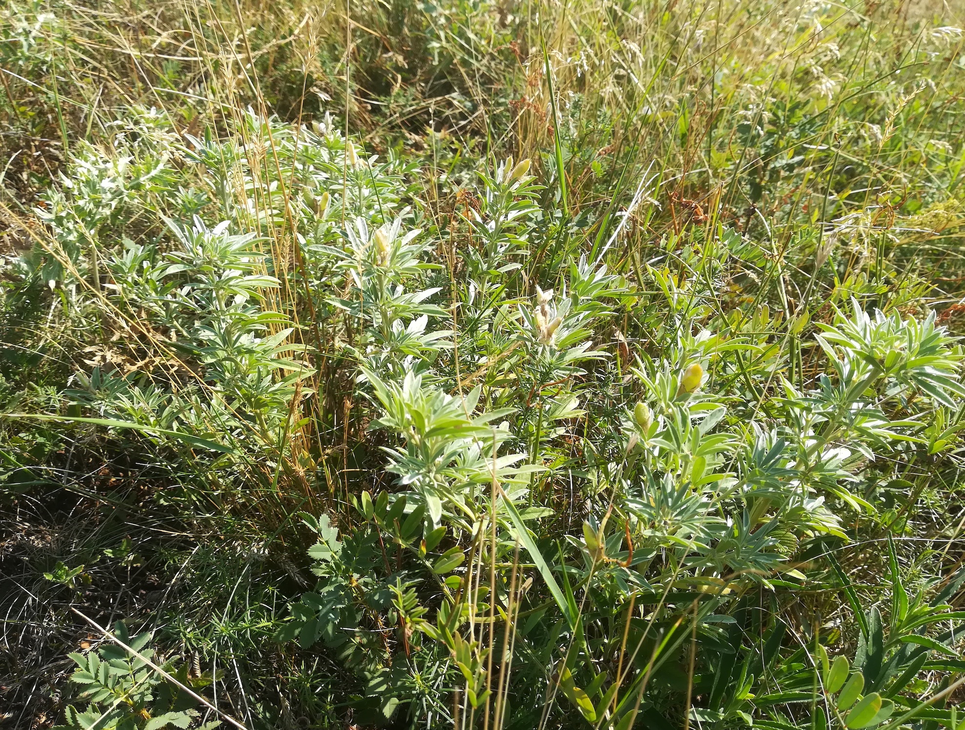 chamaecytisus austriacus wartberg SW scharndorf_20210722_094539.jpg