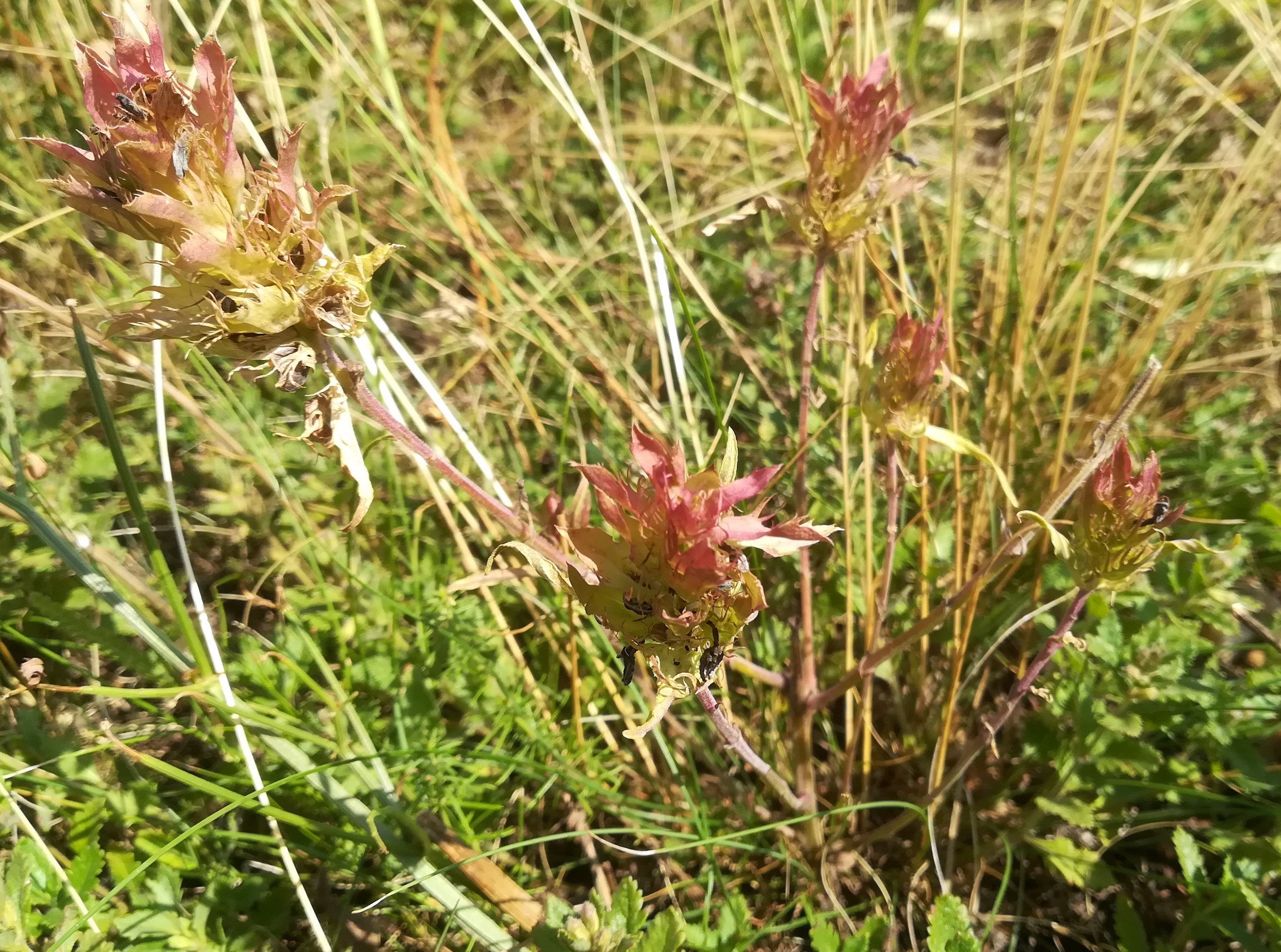 melampyrum arvense wartberg SW scharndorf_20210722_094344.jpg