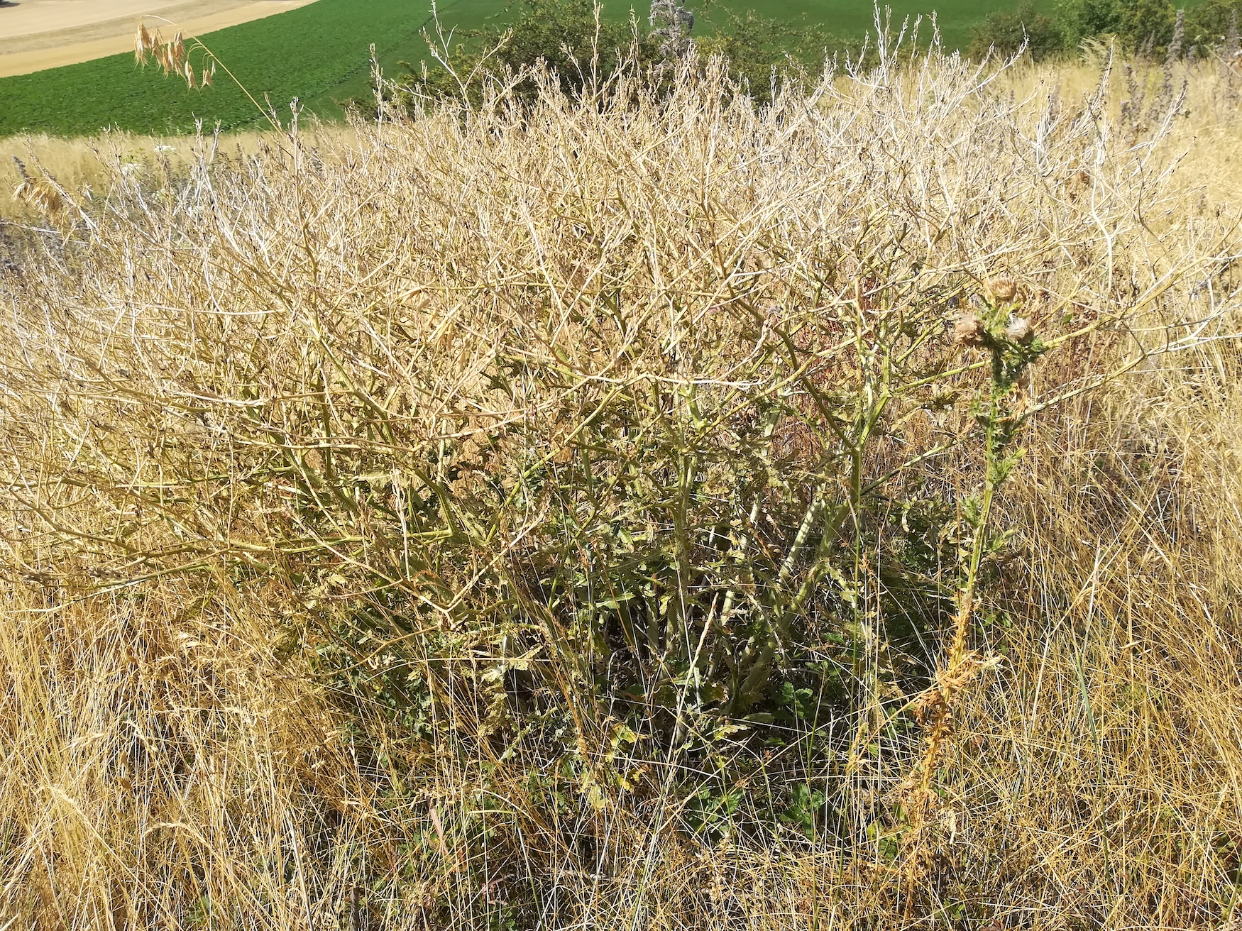 rapistrum perenne wartberg SW scharndorf_20210722_100416.jpg