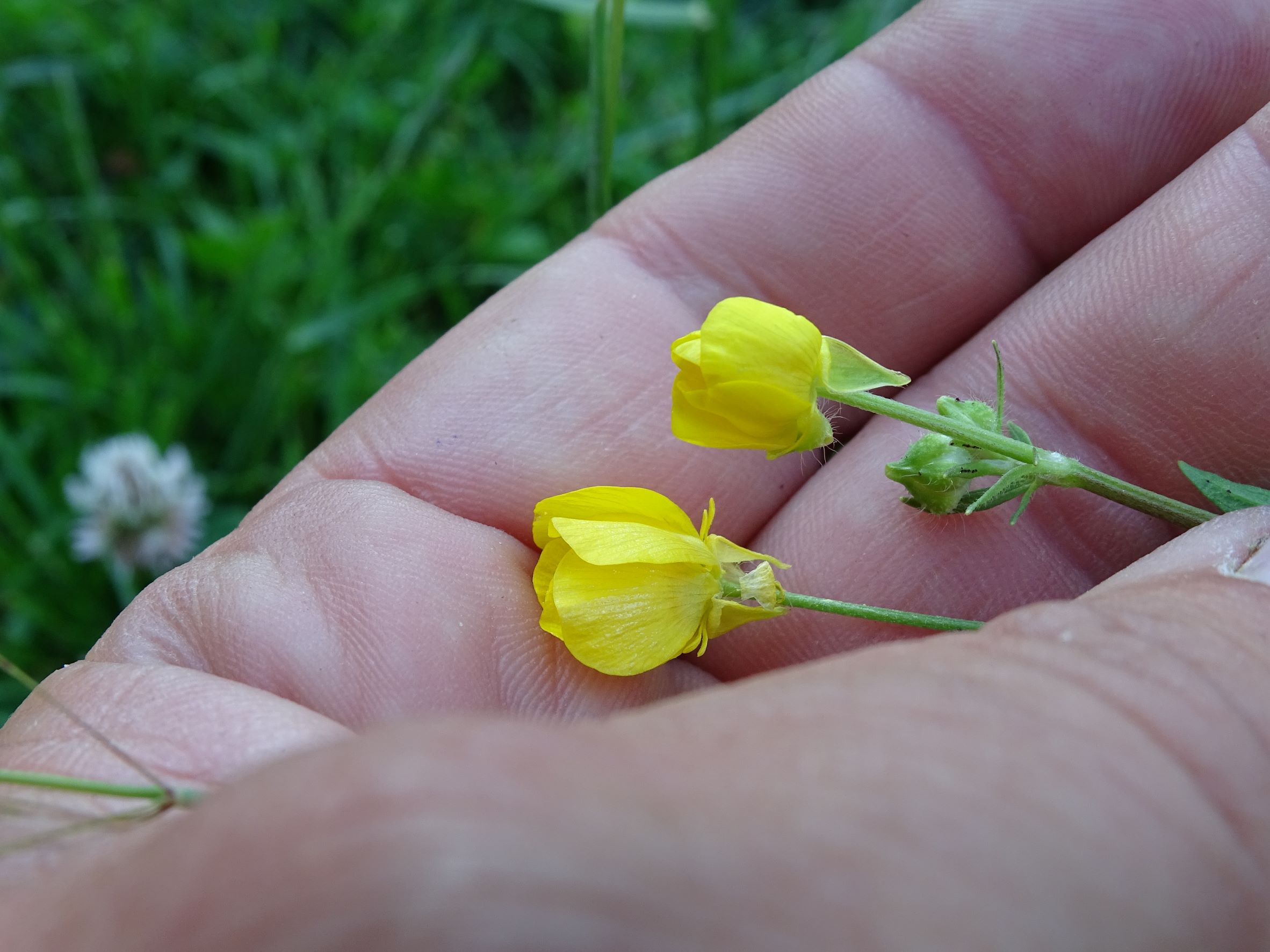 DSC01115 ranunculus sardous, 2021-07-03 poitschach.JPG