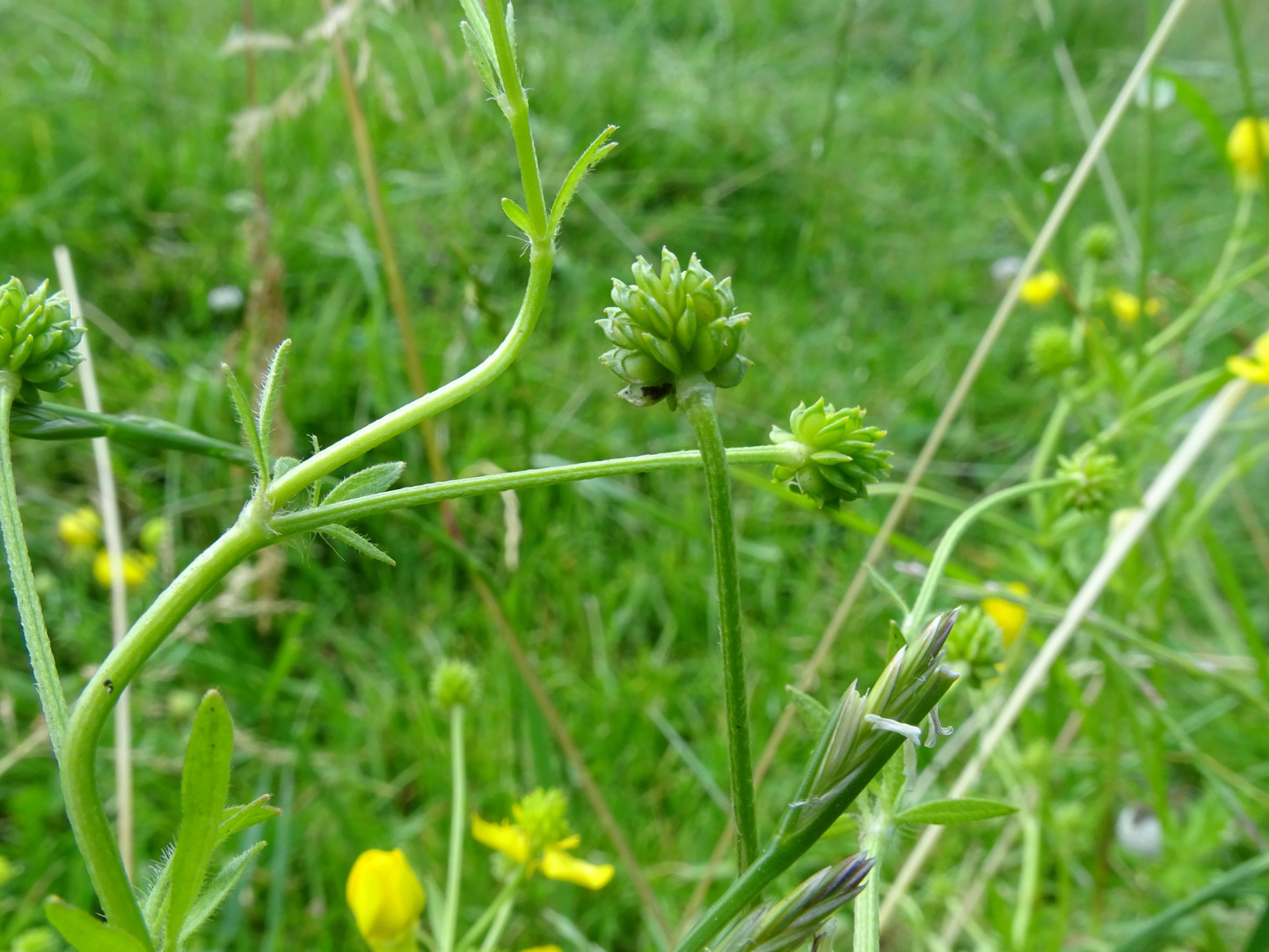 DSC01100 ranunculus sardous, 2021-07-03 poitschach.JPG