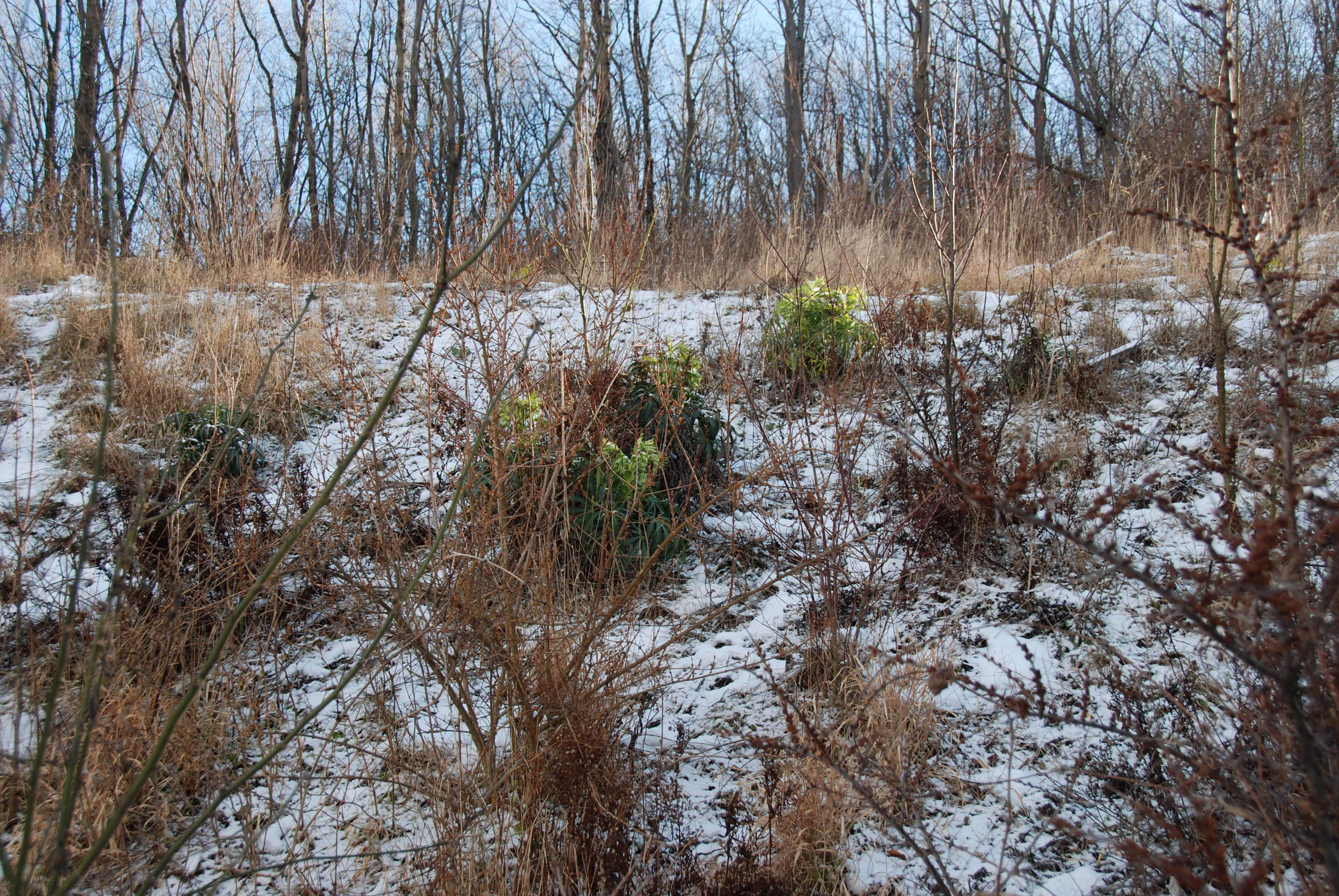 Kaltenleutgeben-Großer Flößlberg-Stbr-20012018-(3)-Helleborus foetidus -Stinkende Nieswurz.JPG