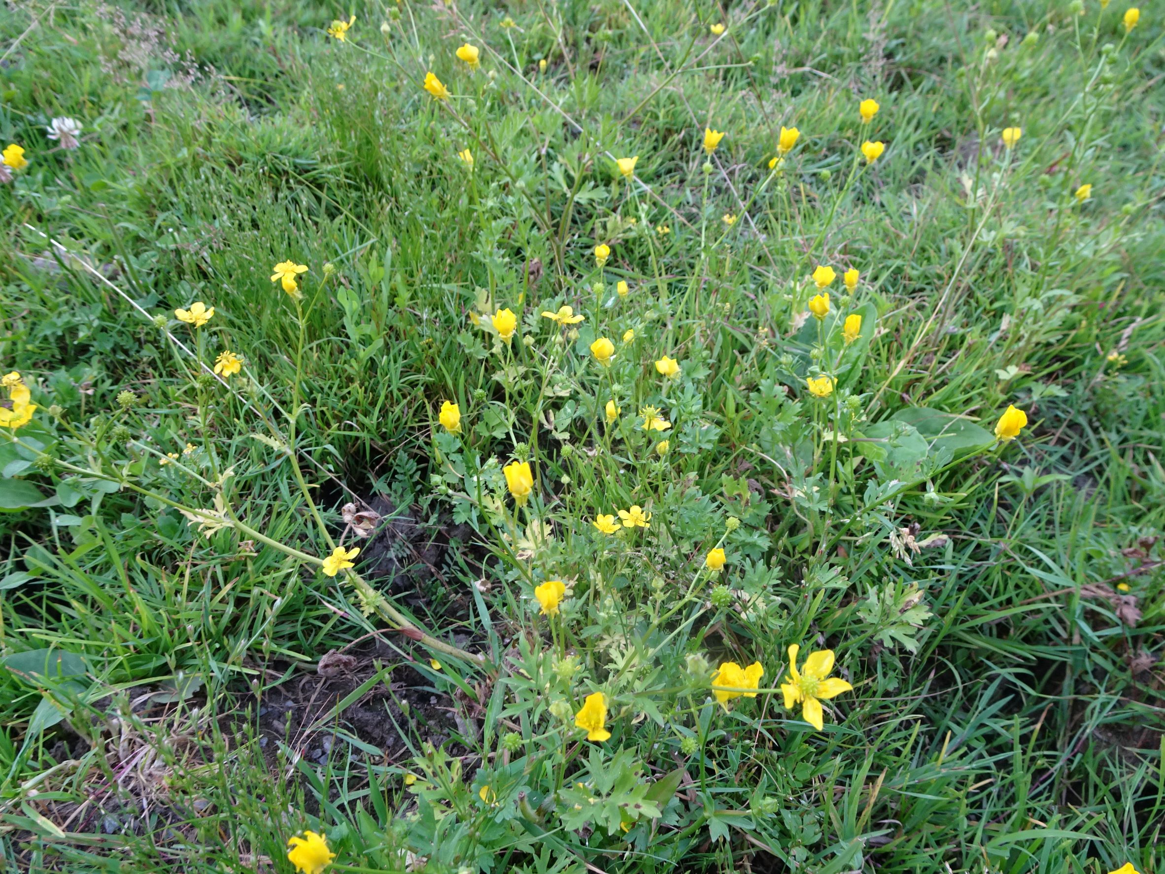 DSC04111 ranunculus sardous, 2021-07-03 poitschach.JPG