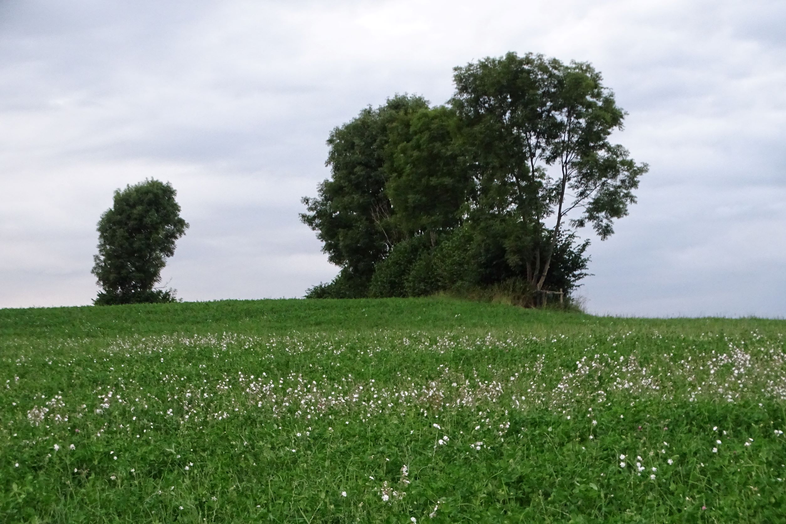 DSC02495, silene latifolia alba als kleefeldbeikraut, mattersdorf bei feldkirchen, 2021-07-16.JPG