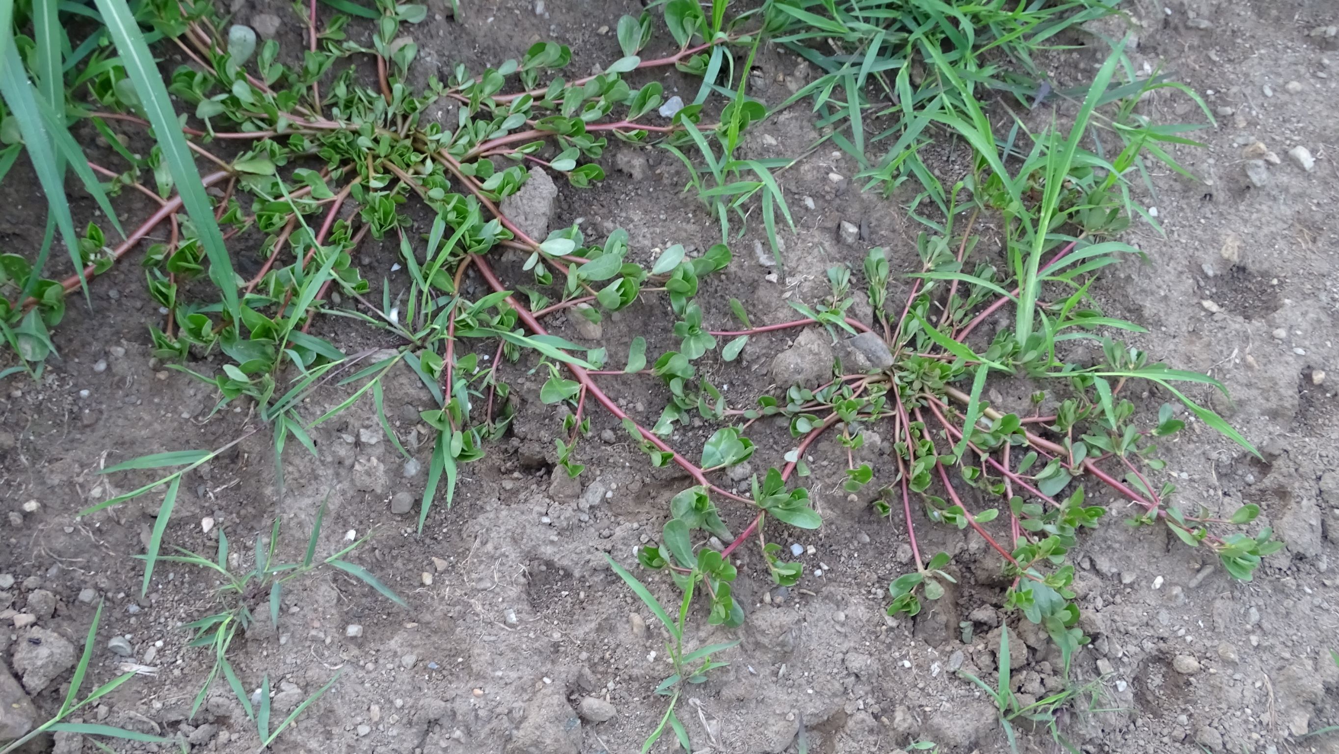 DSC02495, portulaca oleracea, mattersdorf bei feldkirchen, 2021-07-16.JPG
