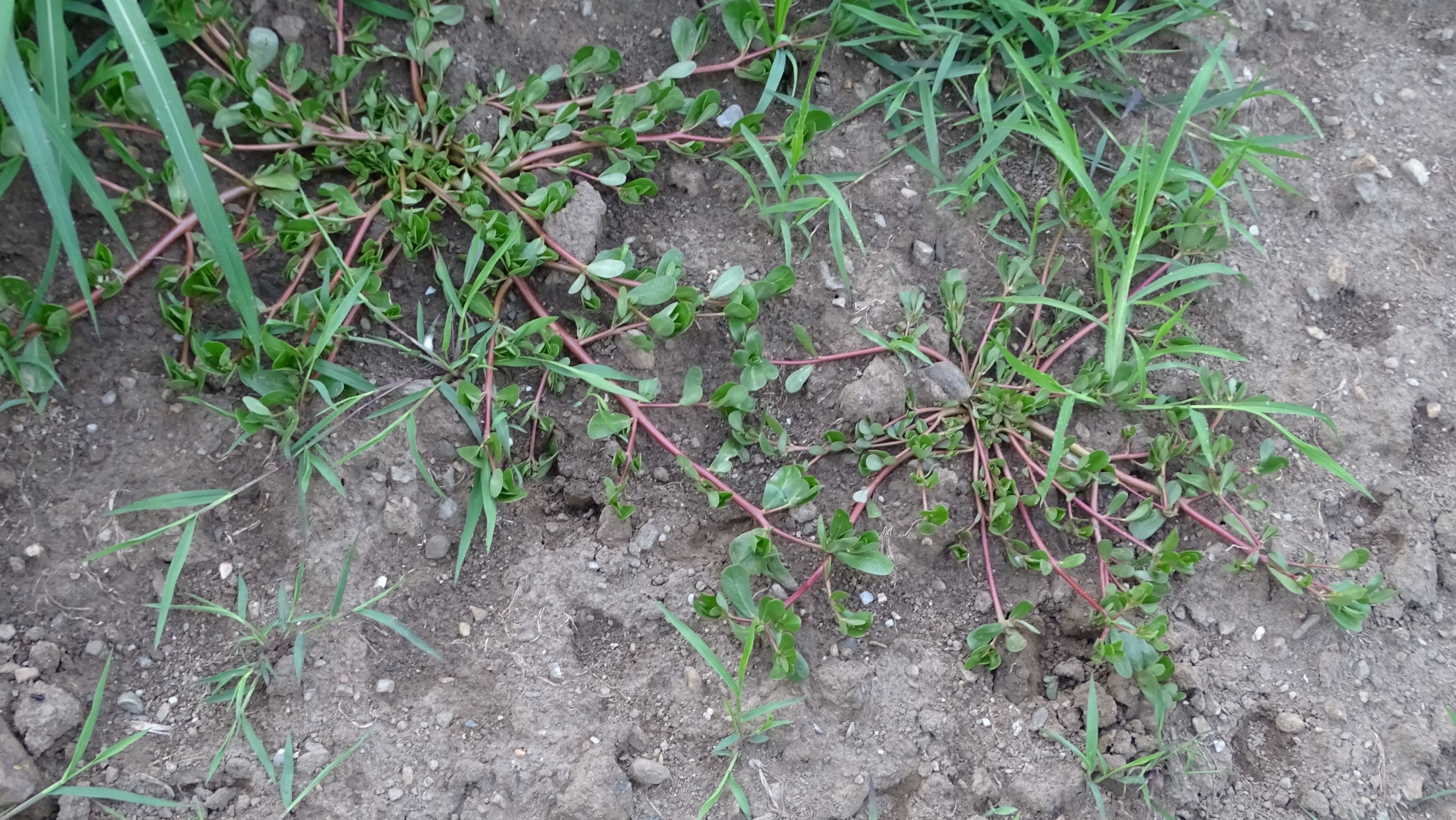 DSC02495, portulaca oleracea, mattersdorf bei feldkirchen, 2021-07-16.JPG