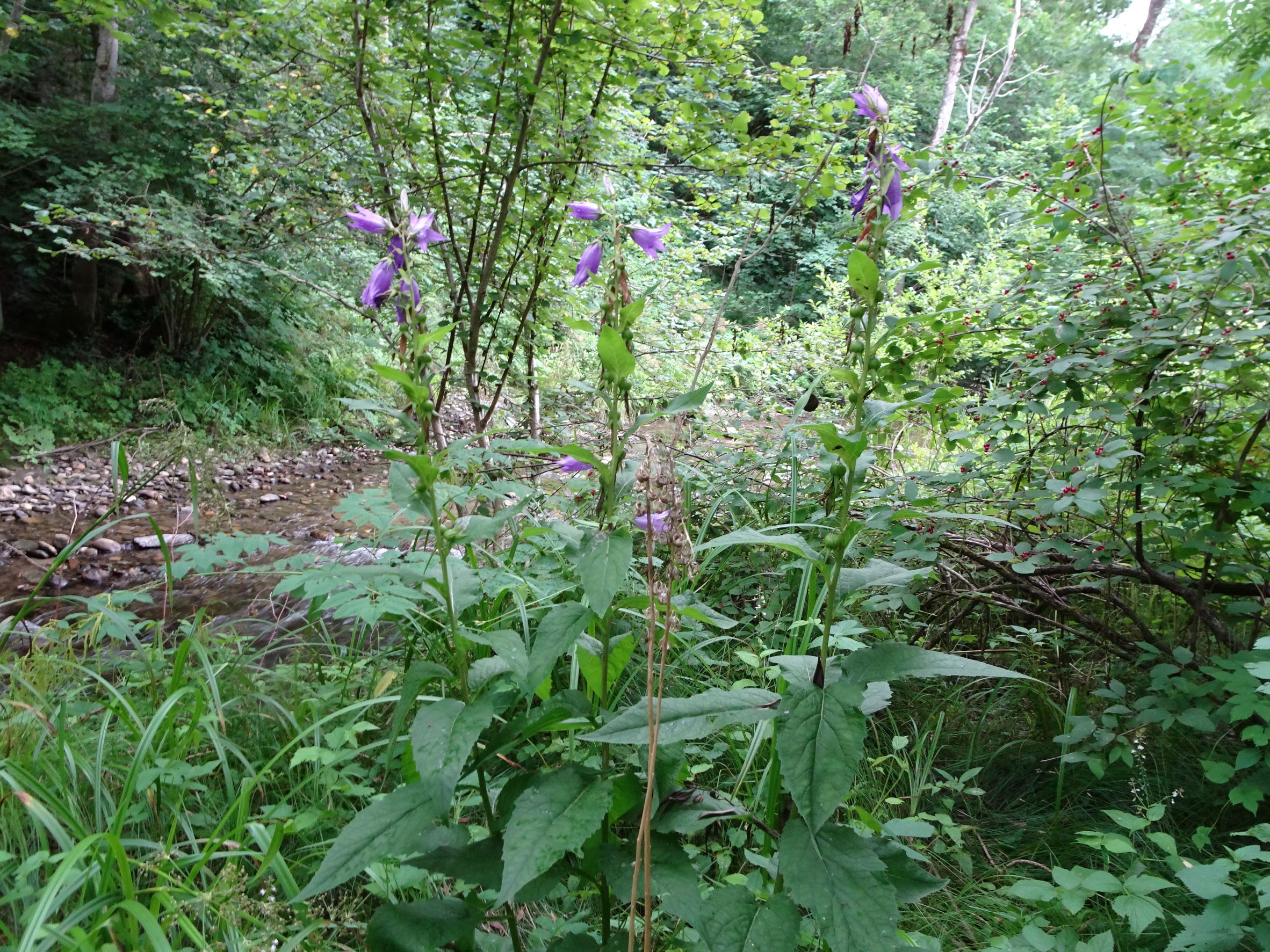 DSC04498 campanula latifolia, glantal unter feldkirchen, 2021-07-16.JPG