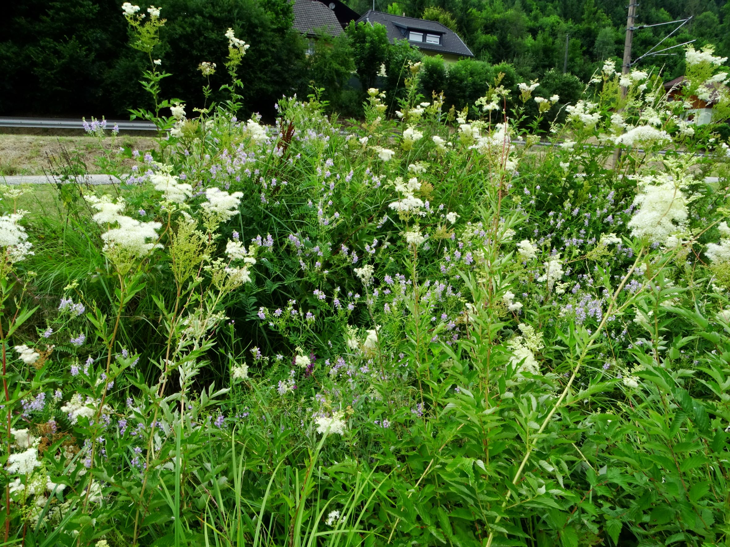 DSC02431 galega officinalis, filipendula ulmaria, glantal unter feldkirchen, 2021-07-16.JPG