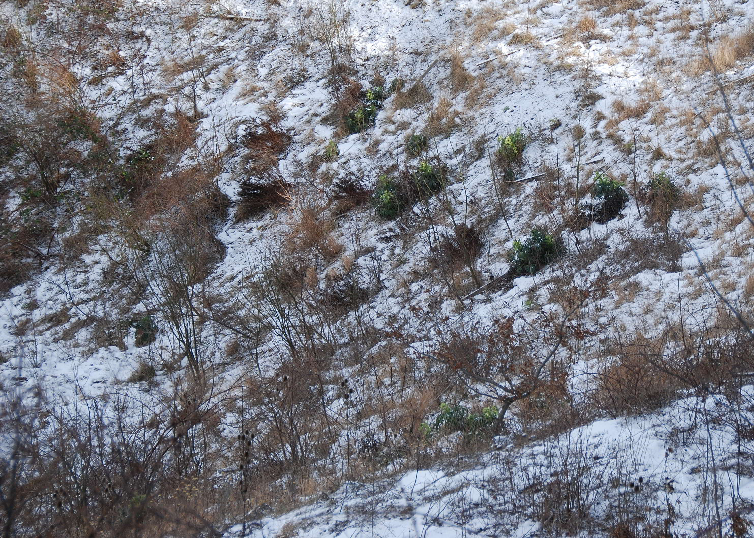 Kaltenleutgeben-Großer Flößlberg-Stbr-20012018-(16)-Helleborus foetidus -Stinkende Nieswurz.JPG