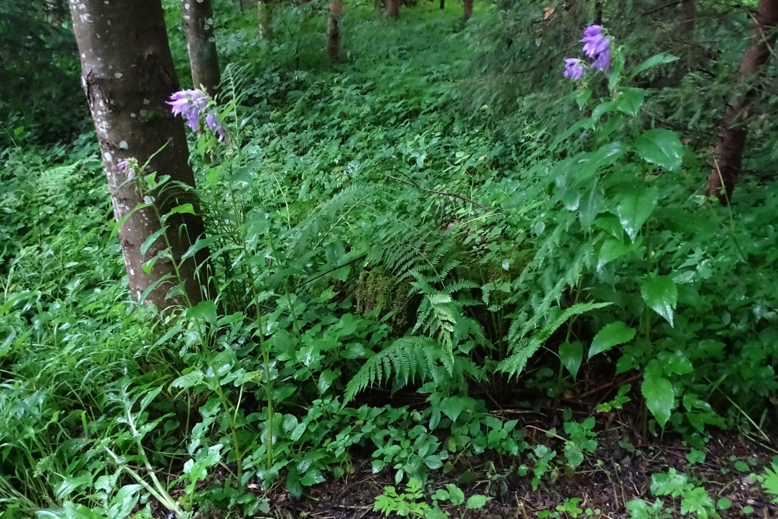 DSC02770 campanula latifolia, reggen NO feldkirchen, 2021-07-18.JPG