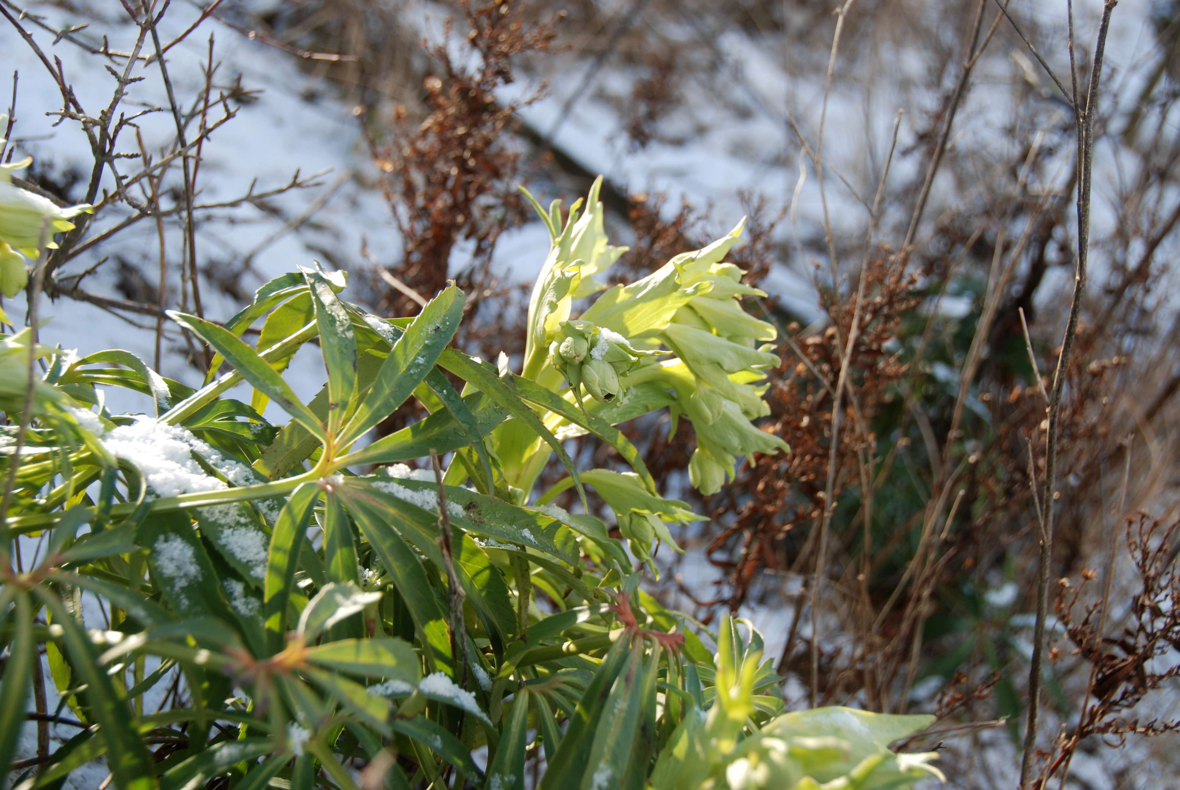 Kaltenleutgeben-Großer Flößlberg-Stbr-20012018-(4)-Helleborus foetidus -Stinkende Nieswurz.JPG