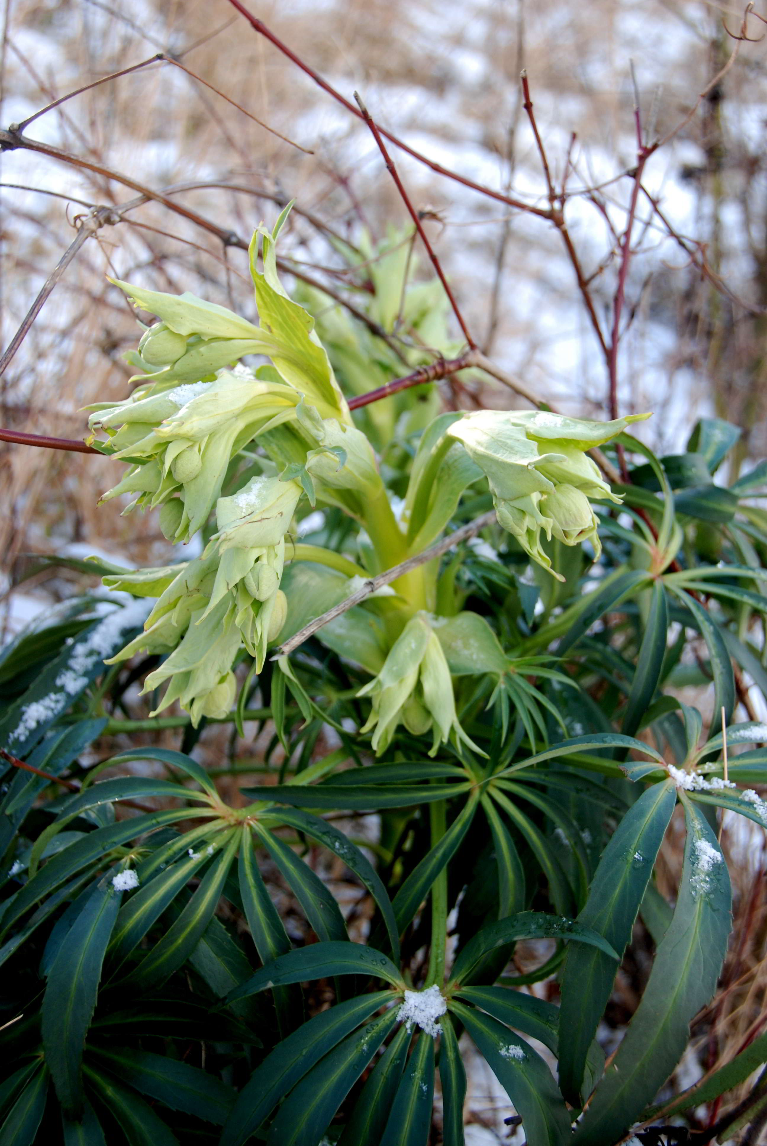 Kaltenleutgeben-Großer Flößlberg-Stbr-20012018-(5)-Helleborus foetidus -Stinkende Nieswurz.JPG