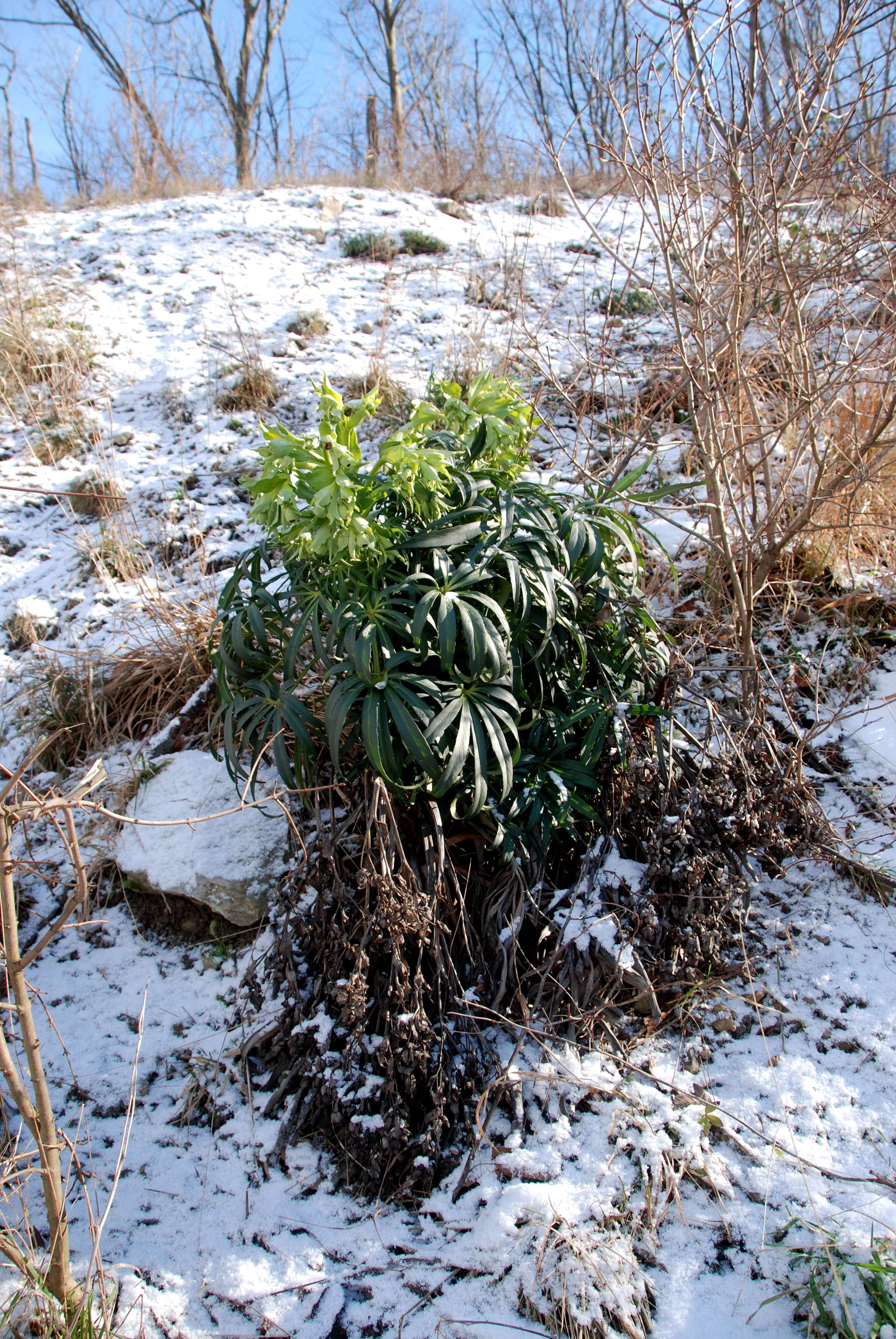 Kaltenleutgeben-Großer Flößlberg-Stbr-20012018-(7)-Helleborus foetidus -Stinkende Nieswurz.JPG