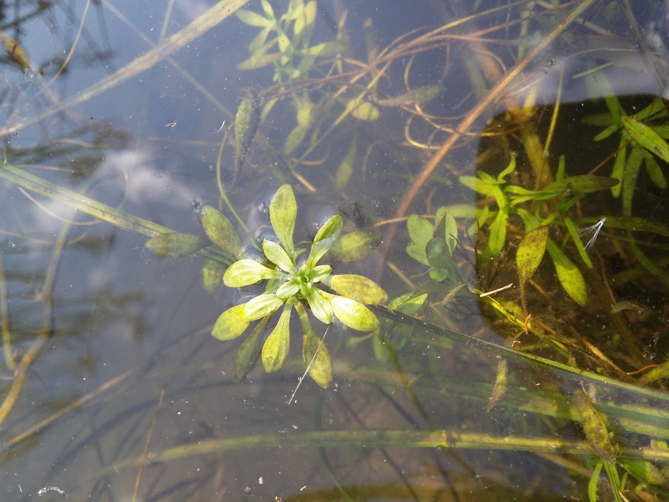 Callitriche cf. cophocarpa.jpg