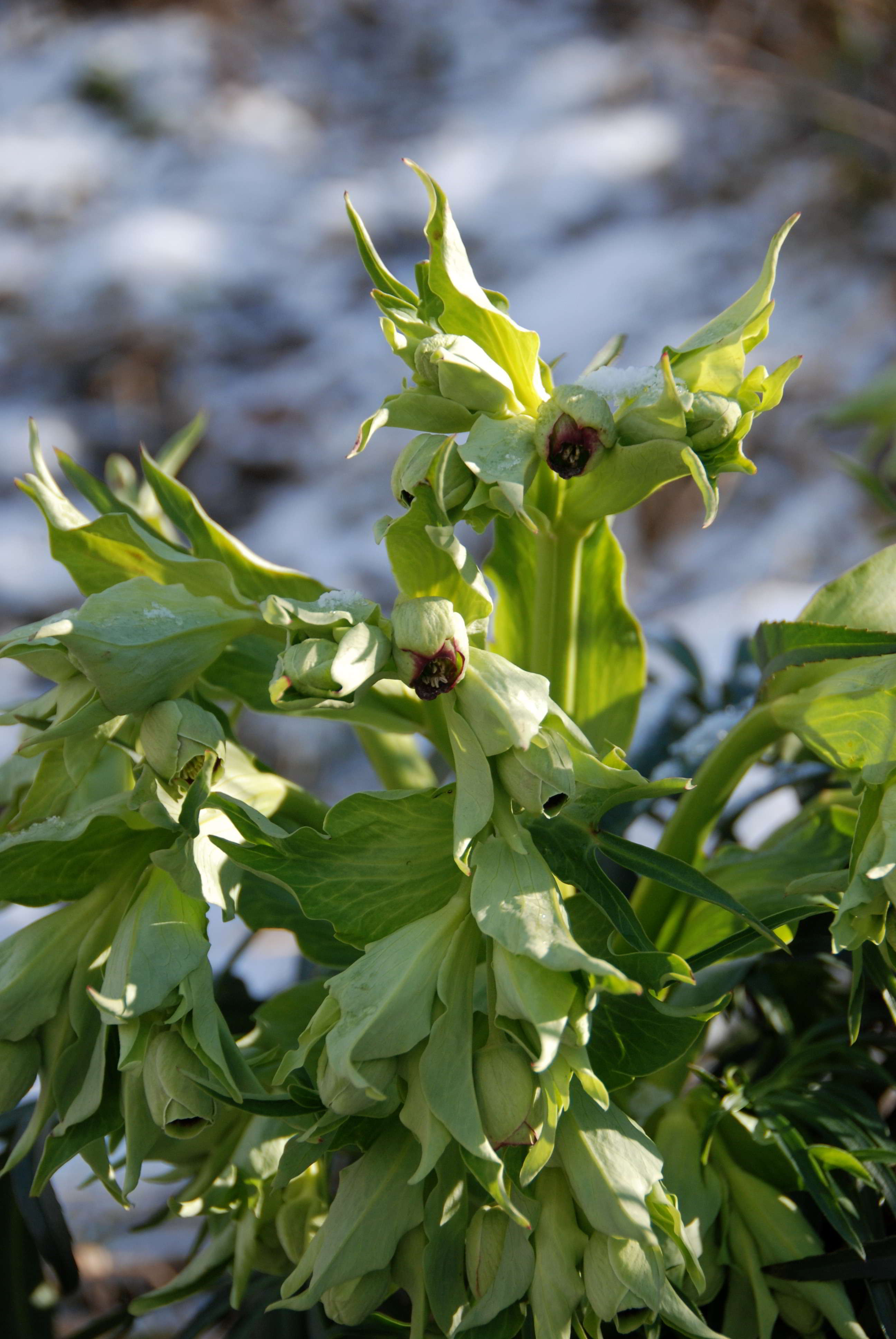 Kaltenleutgeben-Großer Flößlberg-Stbr-20012018-(8)-Helleborus foetidus -Stinkende Nieswurz.JPG