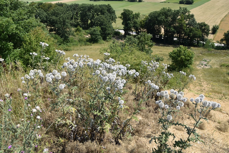 WW- 23072021 - (41) - Echinops sphaerocephalus - Bienen-Kugeldistel.JPG