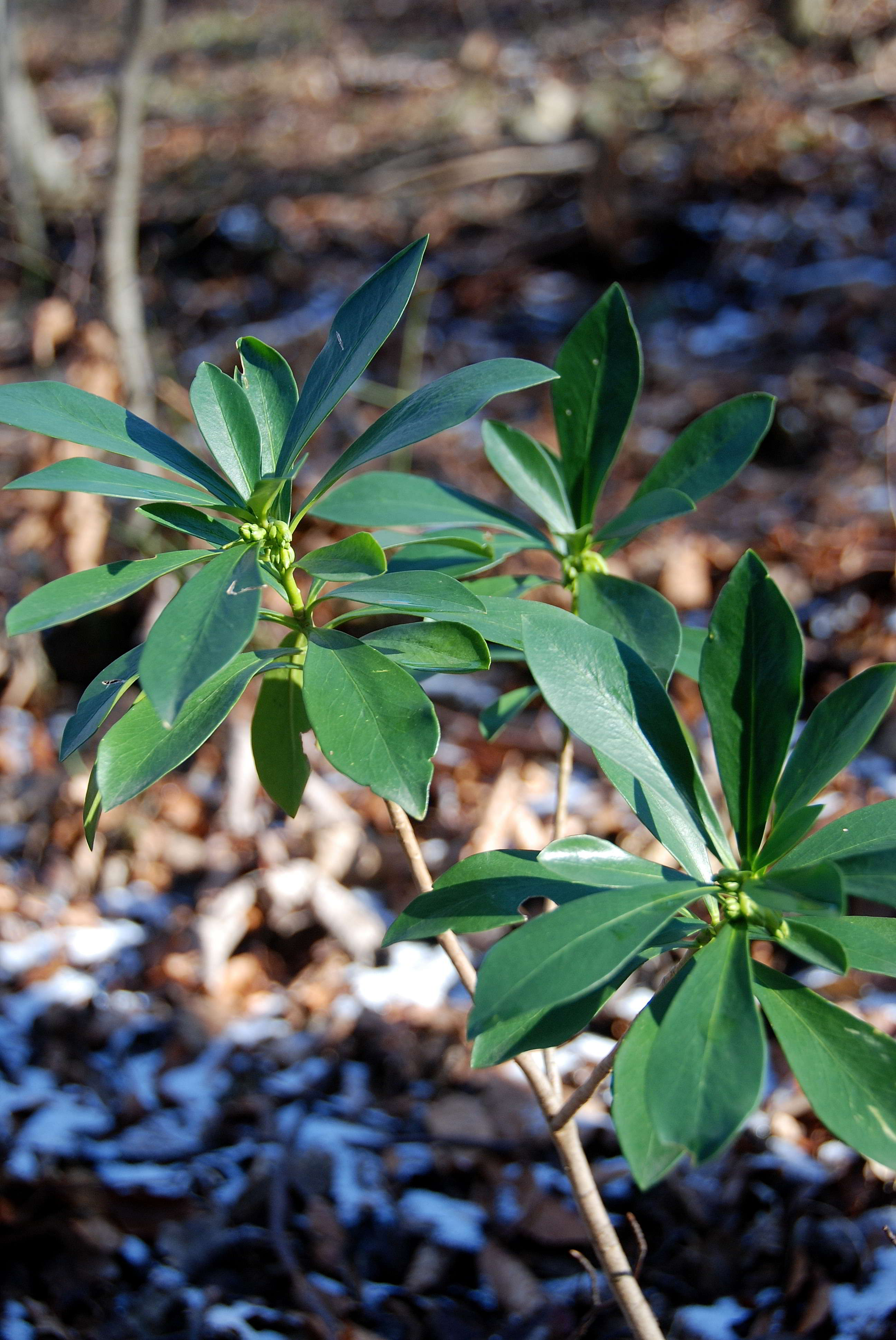 Kaltenleutgeben-Großer Flößlberg-Stbr-20012018-(1)-Daphne laureola-Lorbeer-Seidelbast.JPG