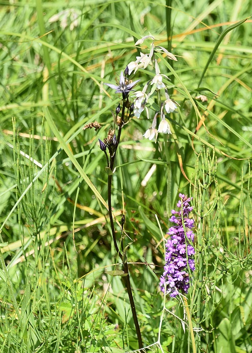 Neuhaus - 24072021 - (248) -  Swertia perennis - Moorenzian und Epipactis palustris - und Gymnadenia densiflora.JPG