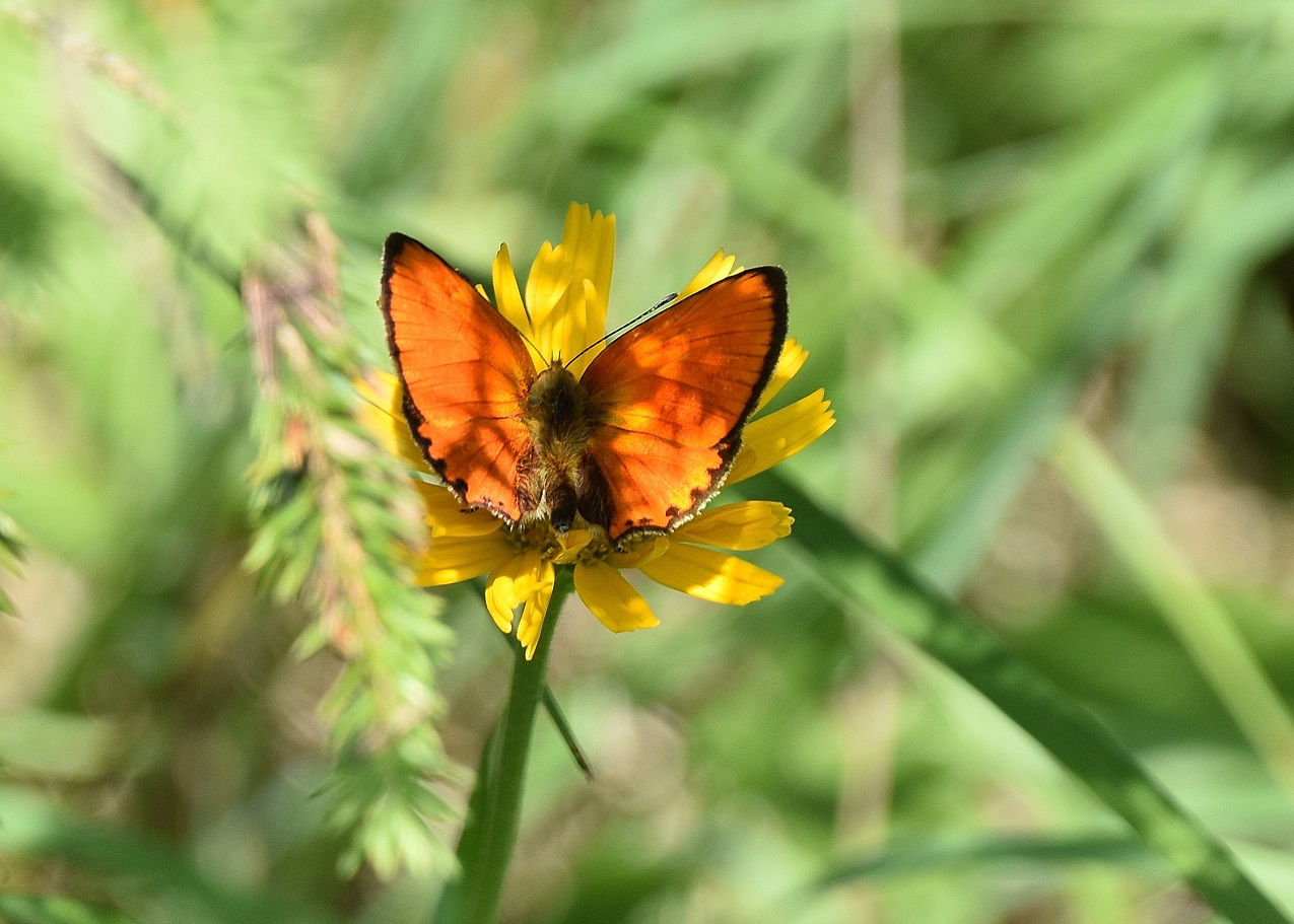 Neuhaus - 24072021 - (38) - - Lycaena virgaureae - Dukaten-Feuerfalter - Männchen.JPG