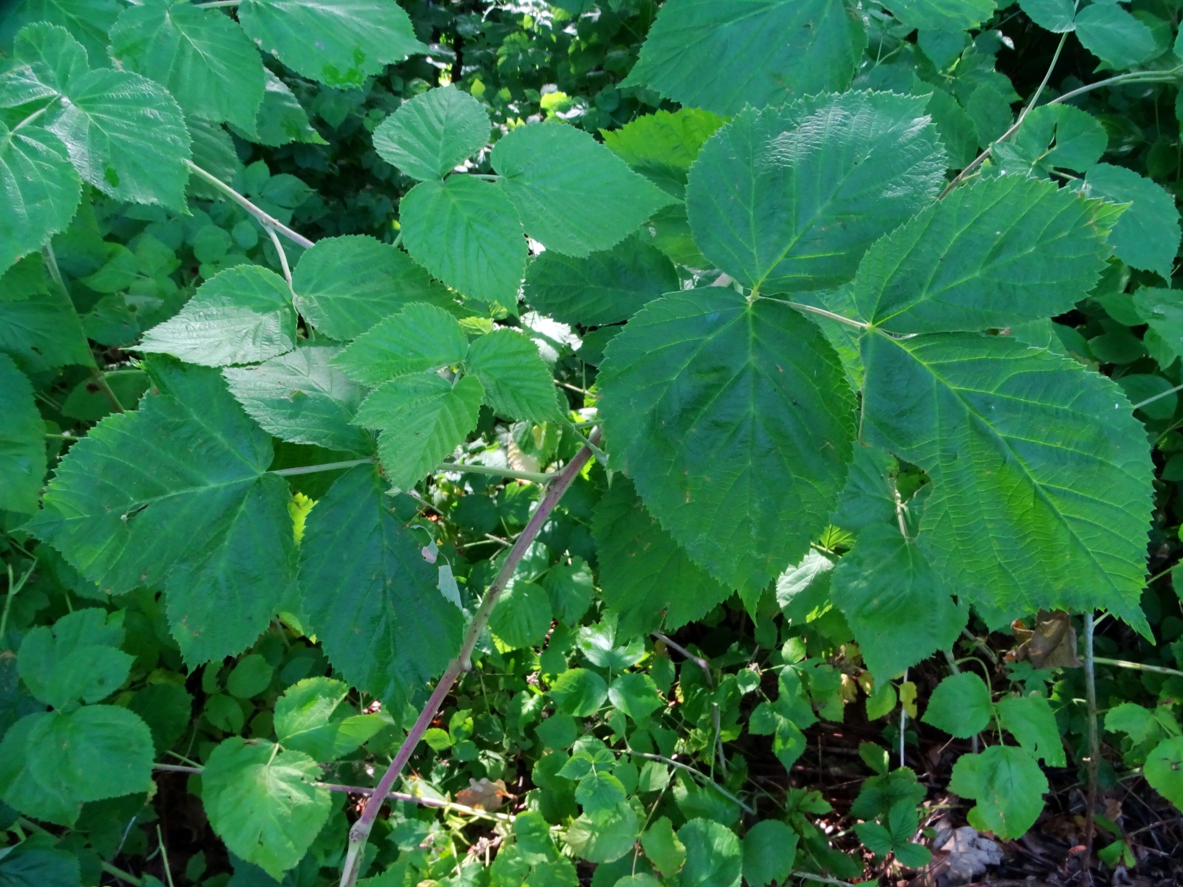 DSC03292 rubus (cf.) idaeus x caesius, feldkirchen-st.ruprecht, 2021-07-27.JPG