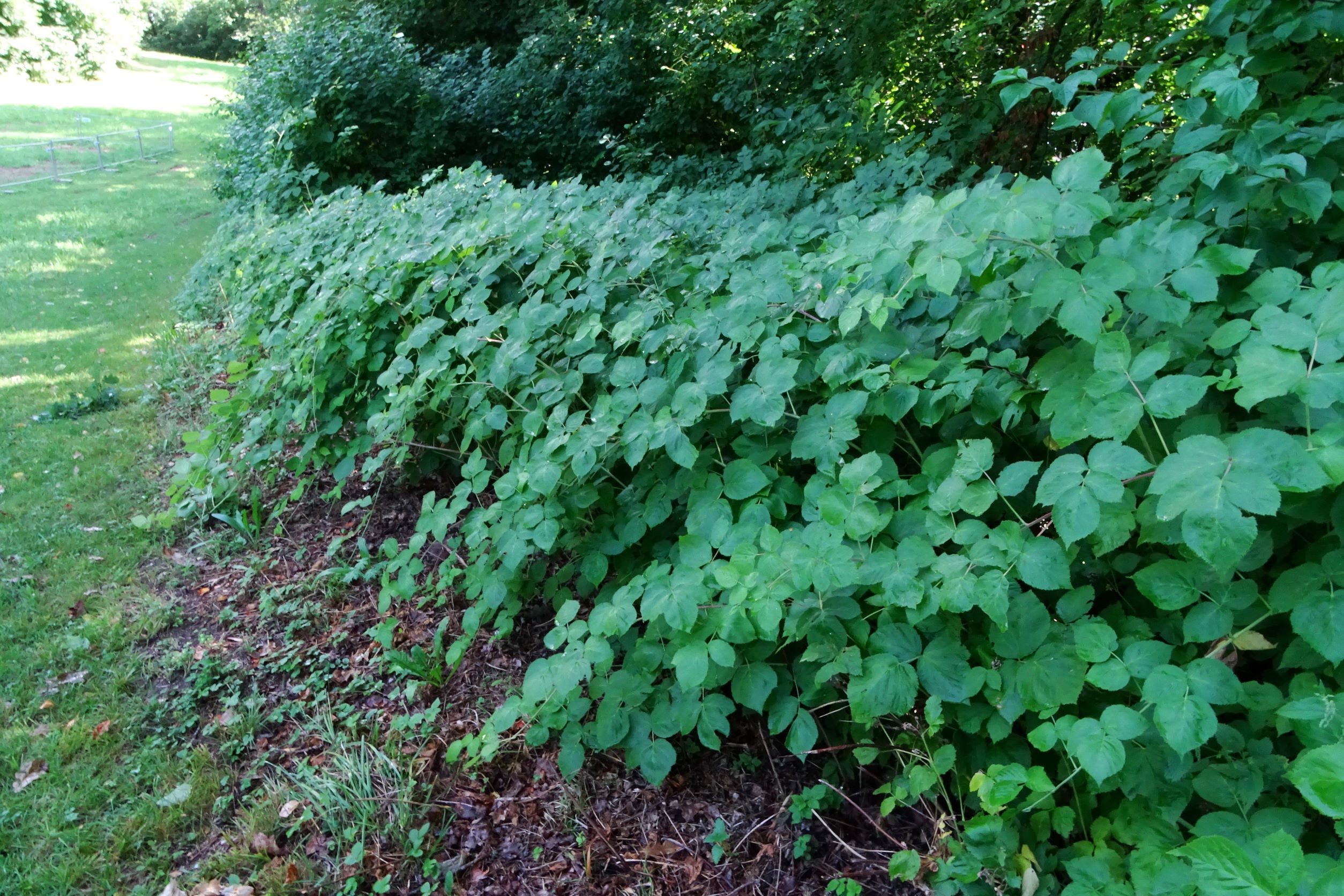 DSC03294 rubus (cf.) idaeus x caesius, feldkirchen-st.ruprecht, 2021-07-27.JPG