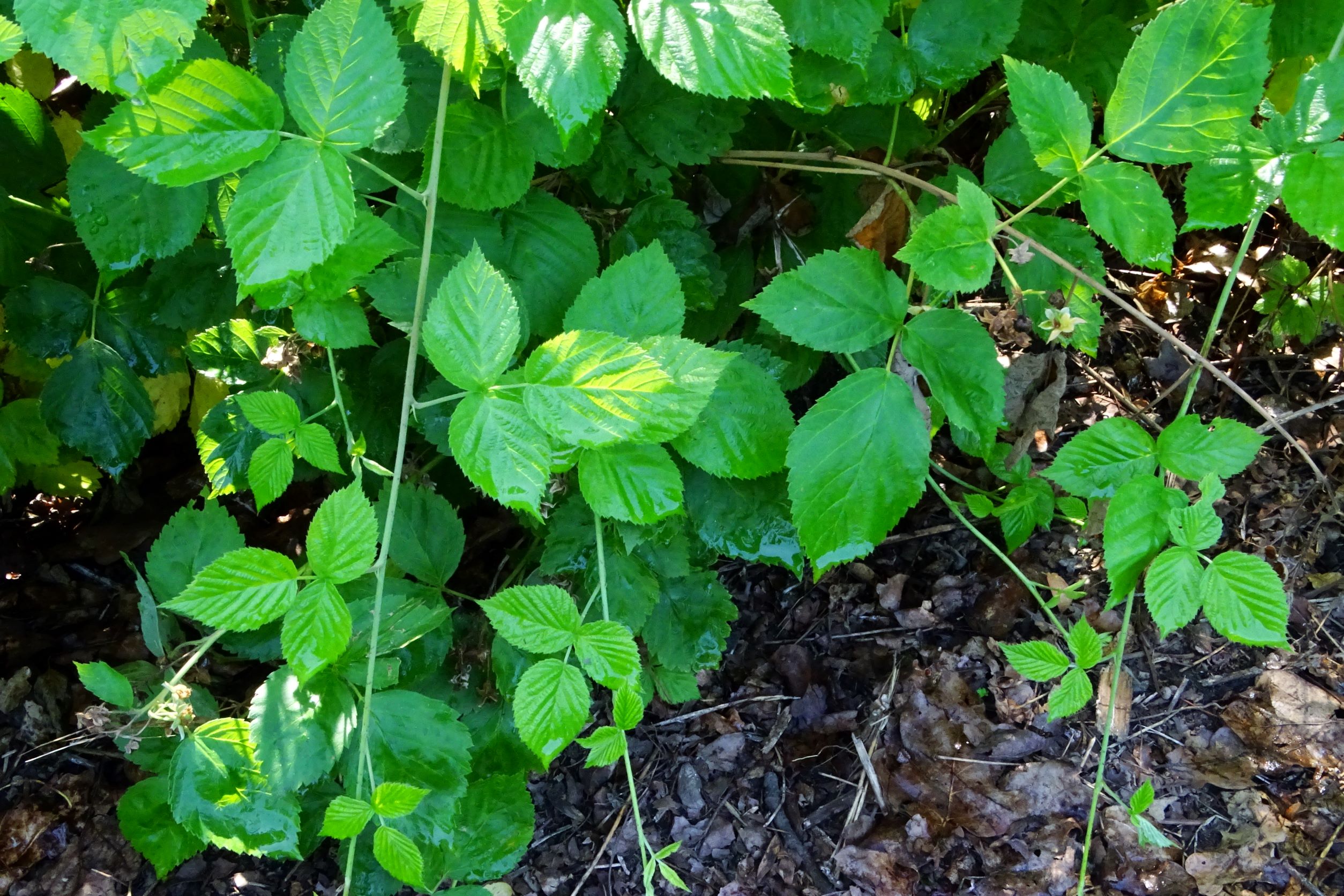 DSC03295 rubus (cf.) idaeus x caesius, feldkirchen-st.ruprecht, 2021-07-27.JPG